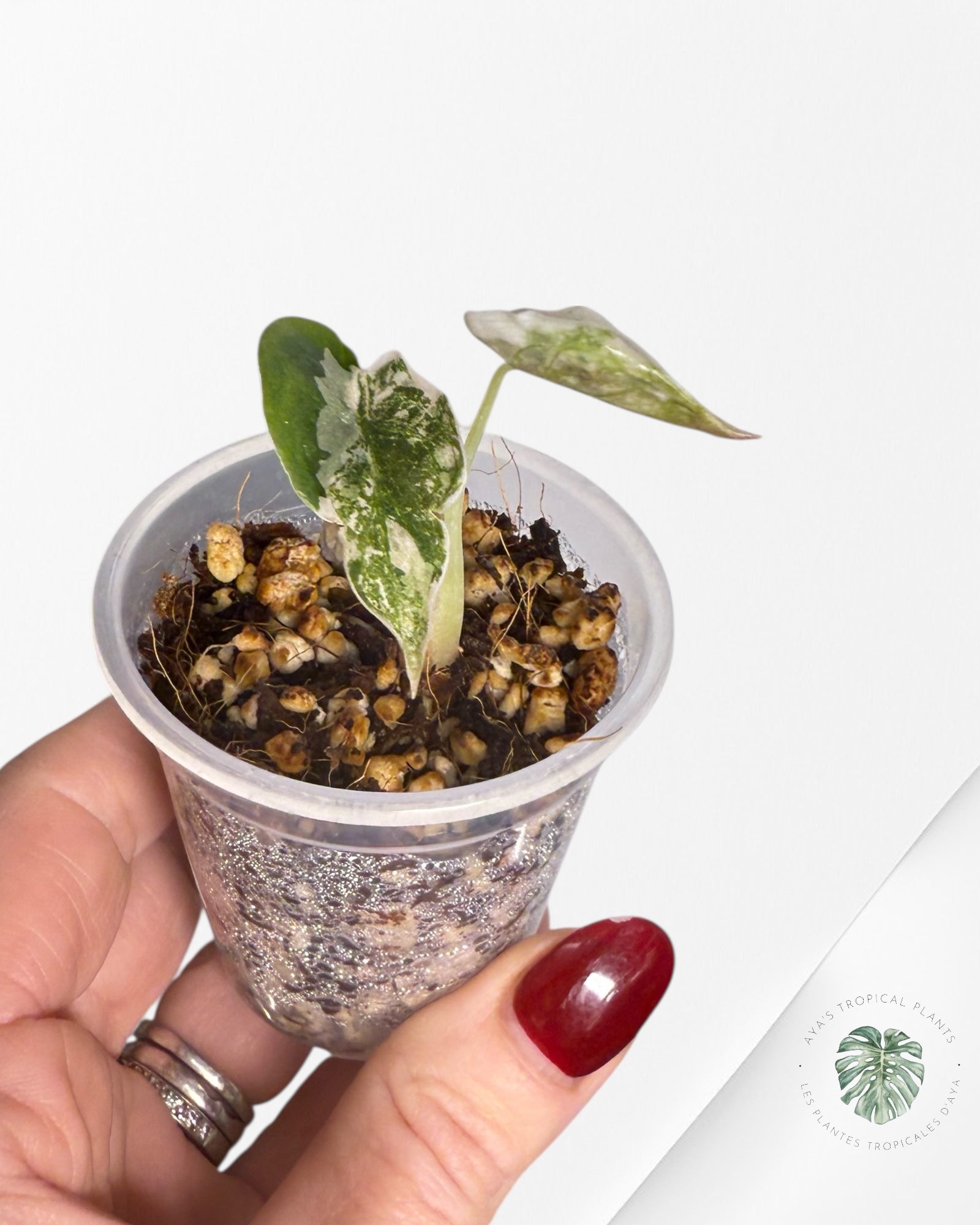 Alocasia Cuprea Pink Variegated | Rare TC Plant| Aya's Tropical Plants