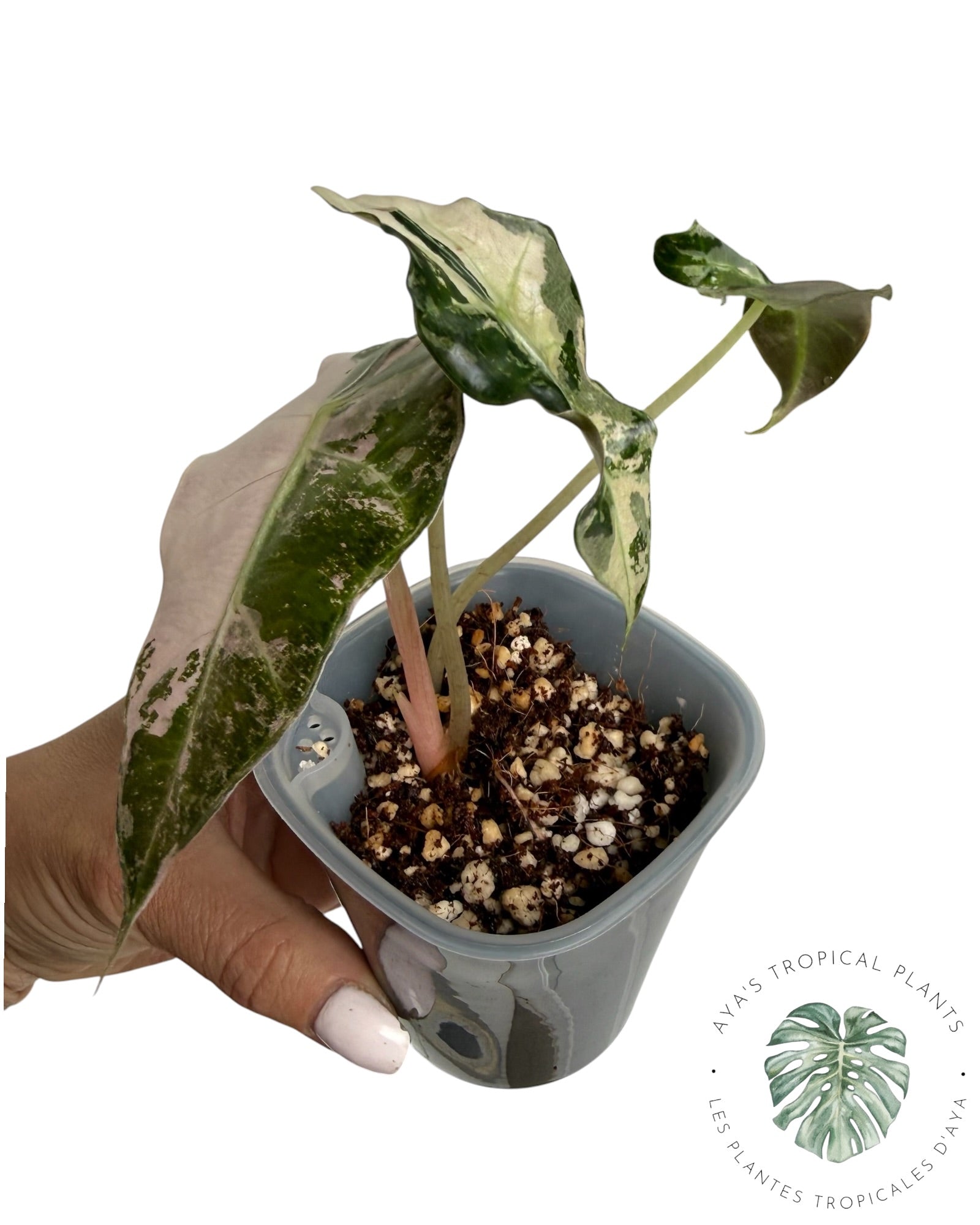 Alocasia Polly Pink Snowflake