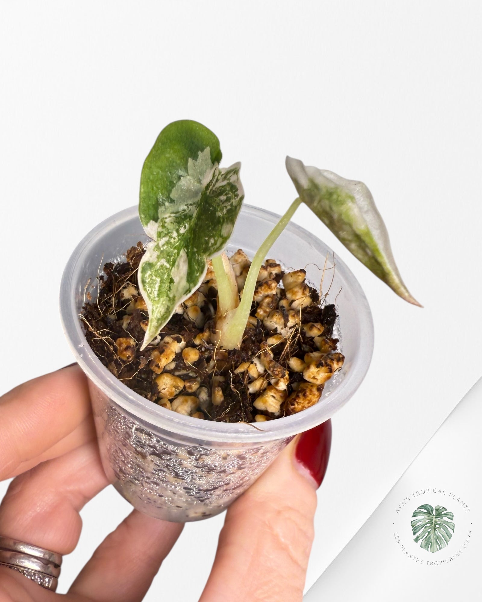 Alocasia Cuprea Pink Variegated | Rare TC Plant| Aya's Tropical Plants