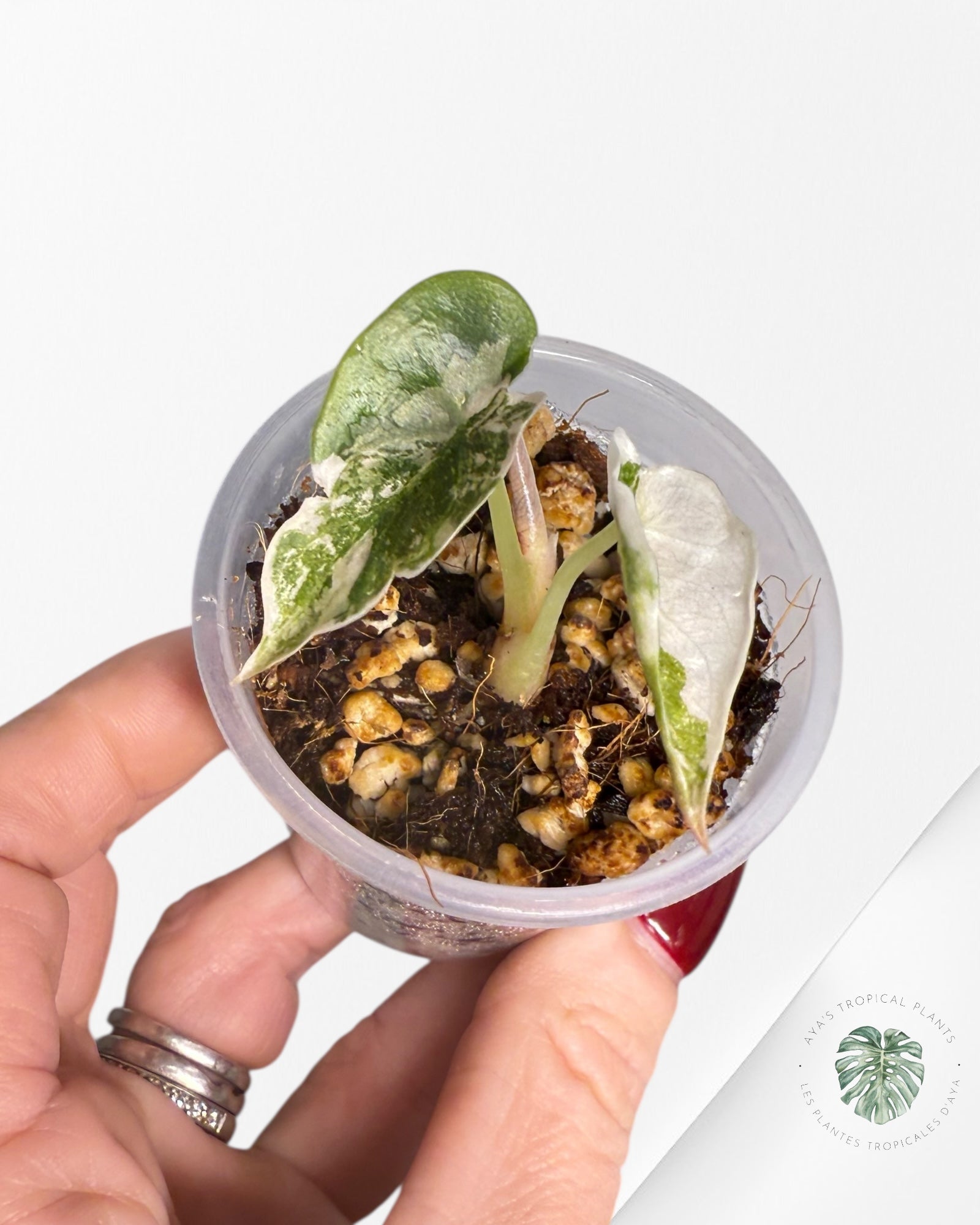 Alocasia Cuprea Pink Variegated | Rare TC Plant| Aya's Tropical Plants