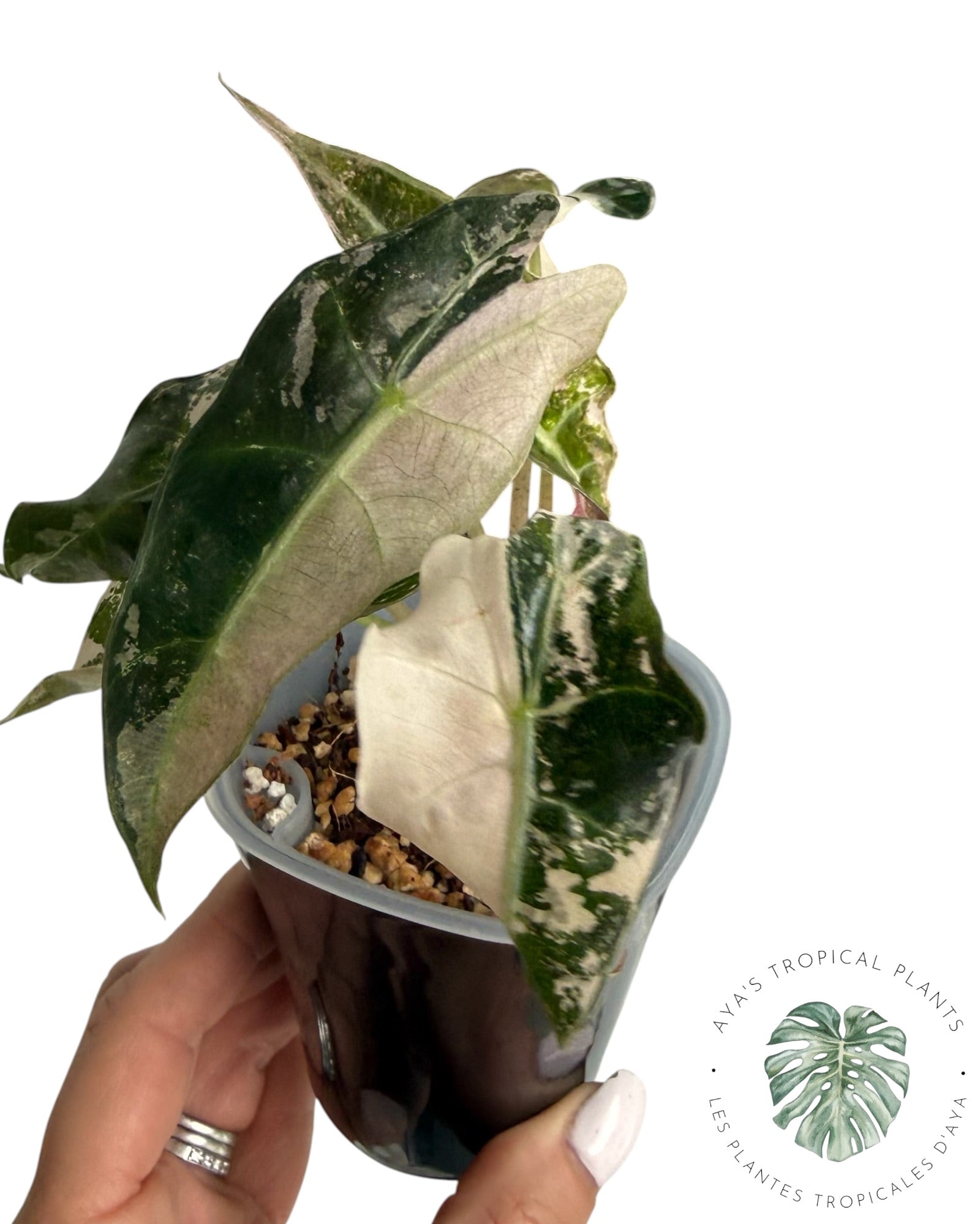 Alocasia Polly Pink Snowflake