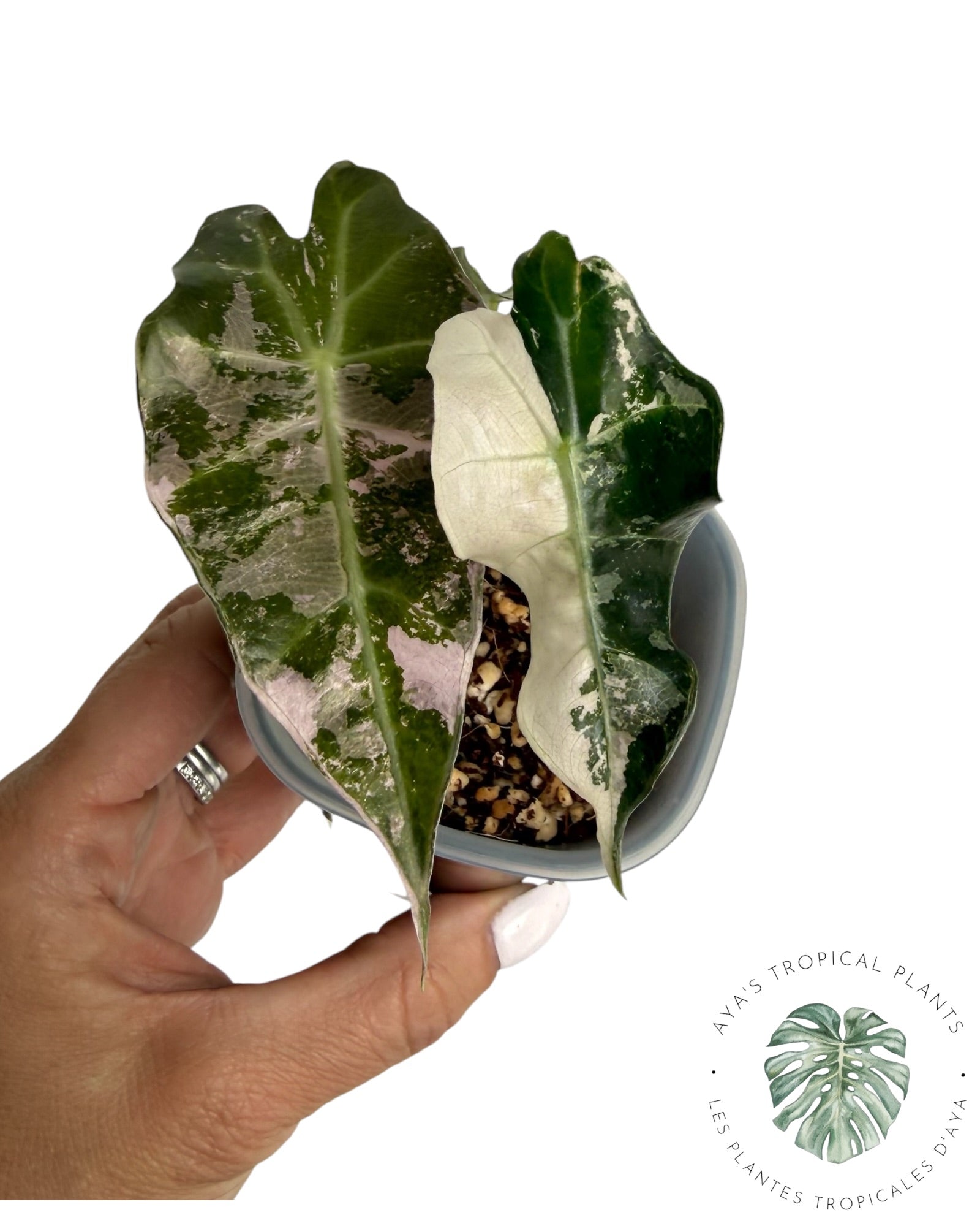 Alocasia Polly Flocon de Neige Rose