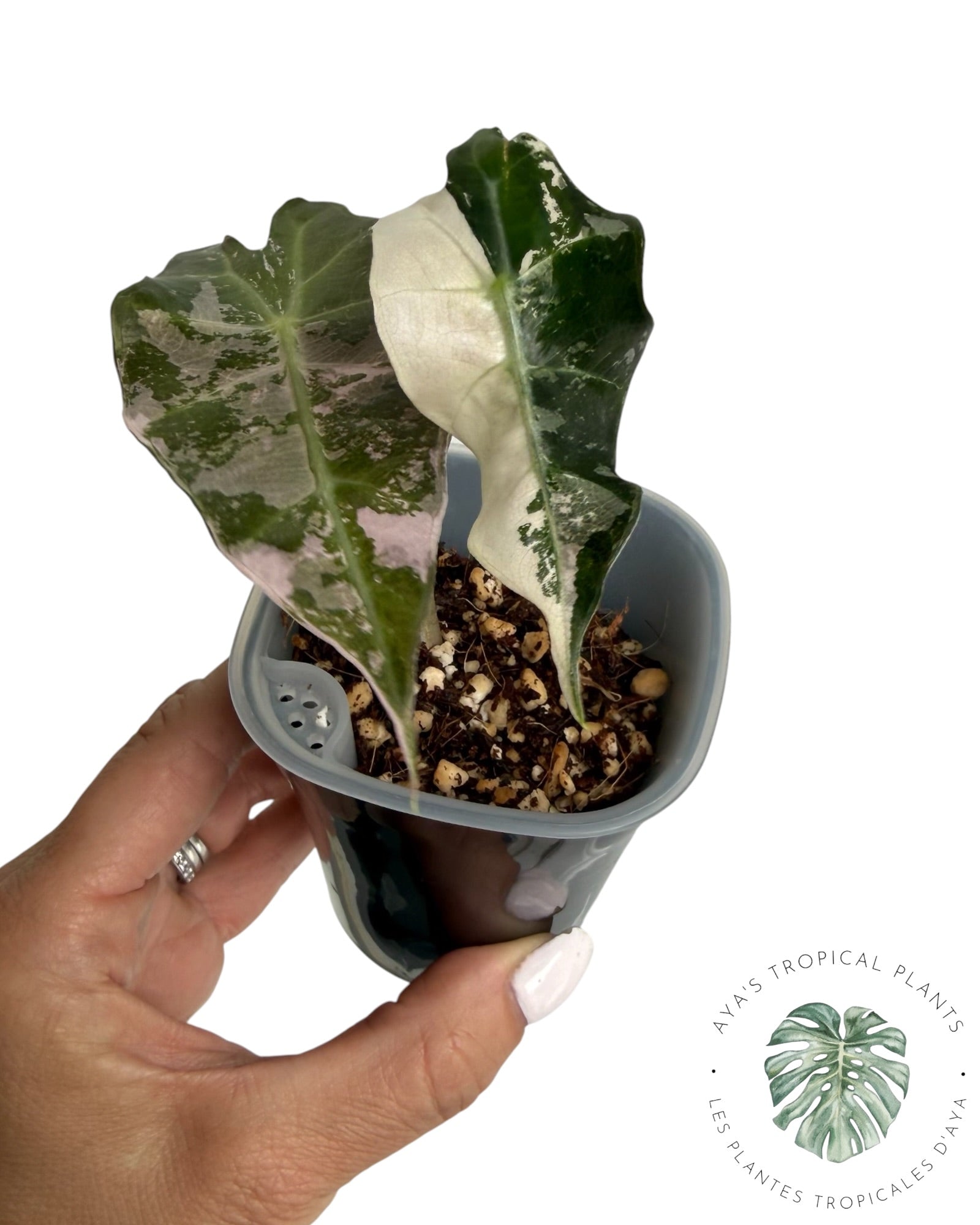 Alocasia Polly Flocon de Neige Rose