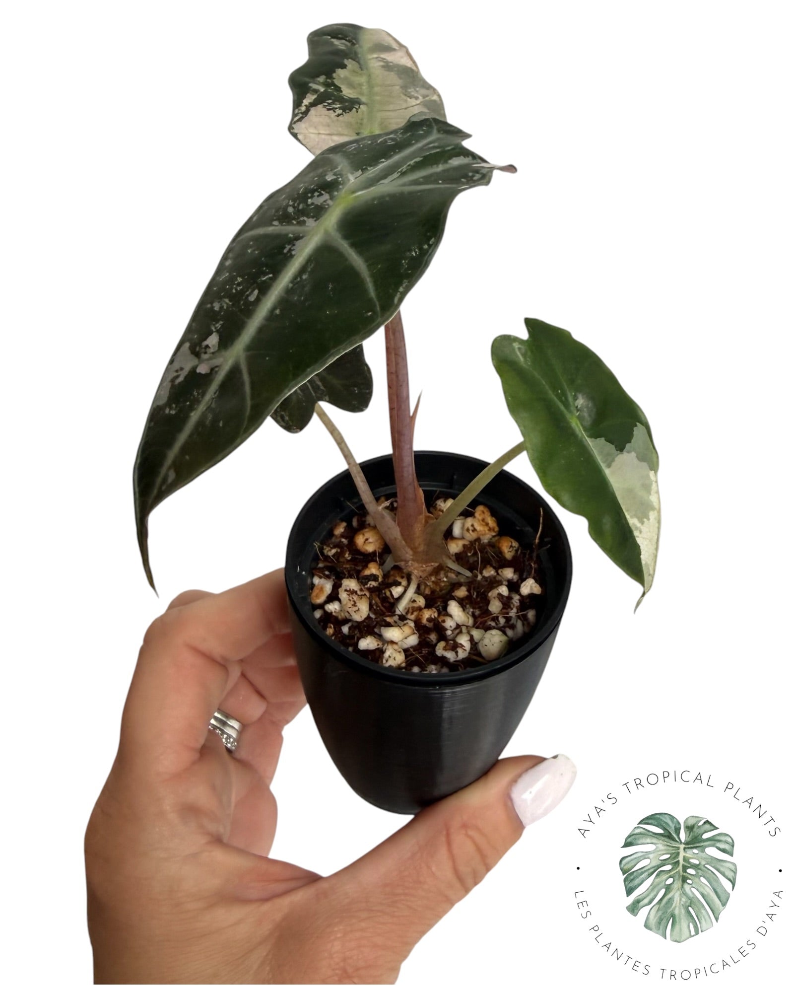 Alocasia Polly Pink Snowflake