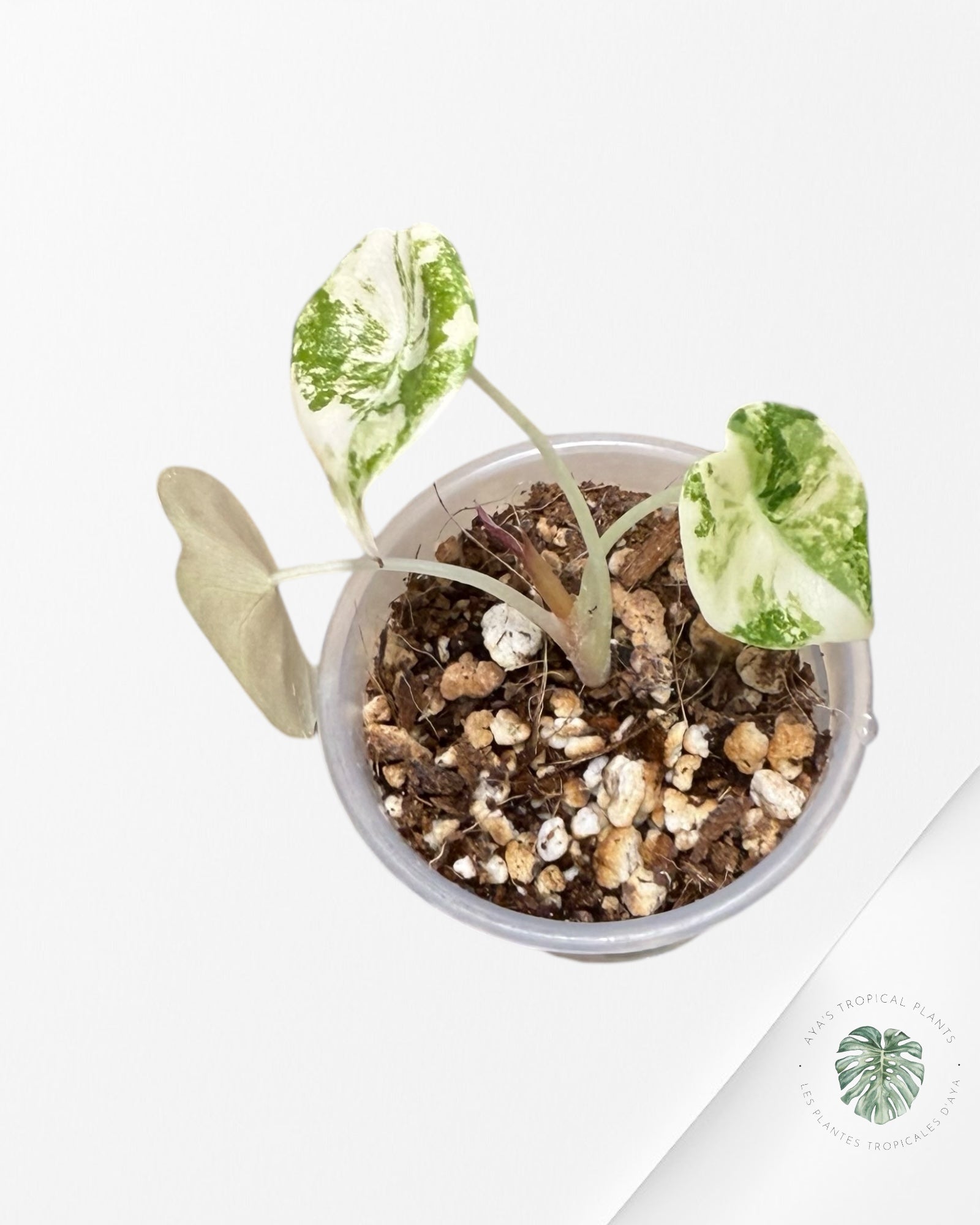 Alocasia Sedenii Variegated Aurea| Rare TC Plant| Aya's Tropical Plants