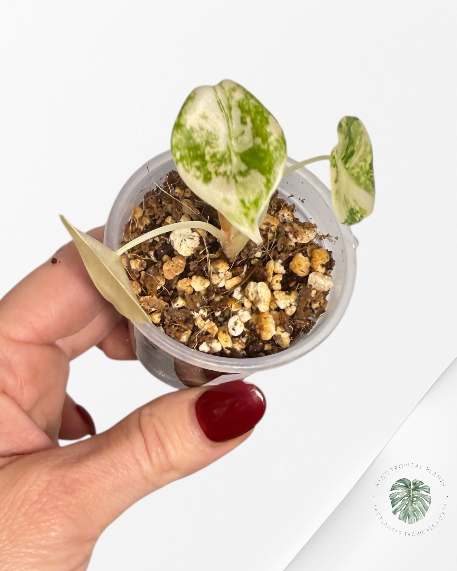 Alocasia Sedenii Variegated Aurea| Rare TC Plant| Aya's Tropical Plants