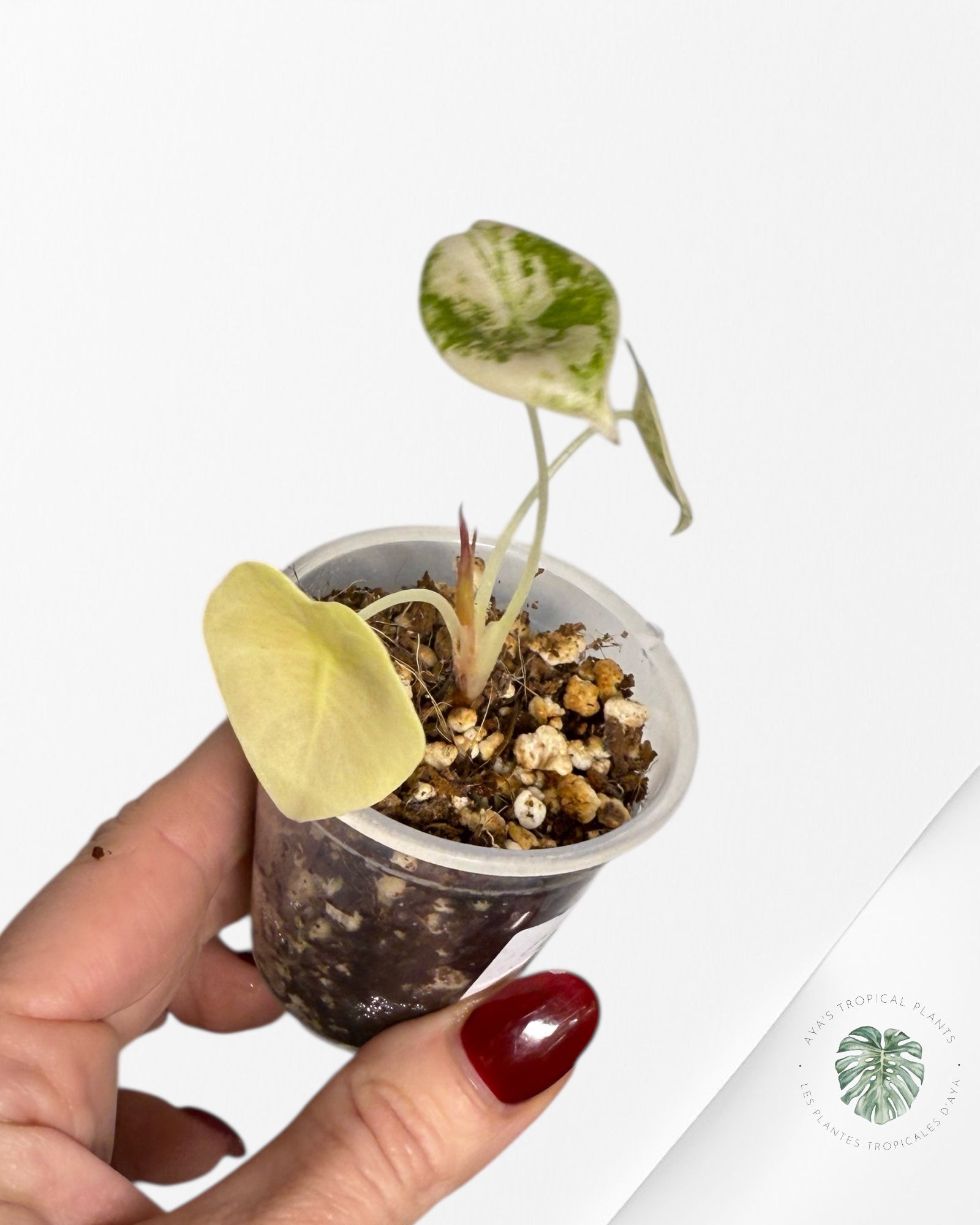 Alocasia Sedenii Variegated Aurea| Rare TC Plant| Aya's Tropical Plants