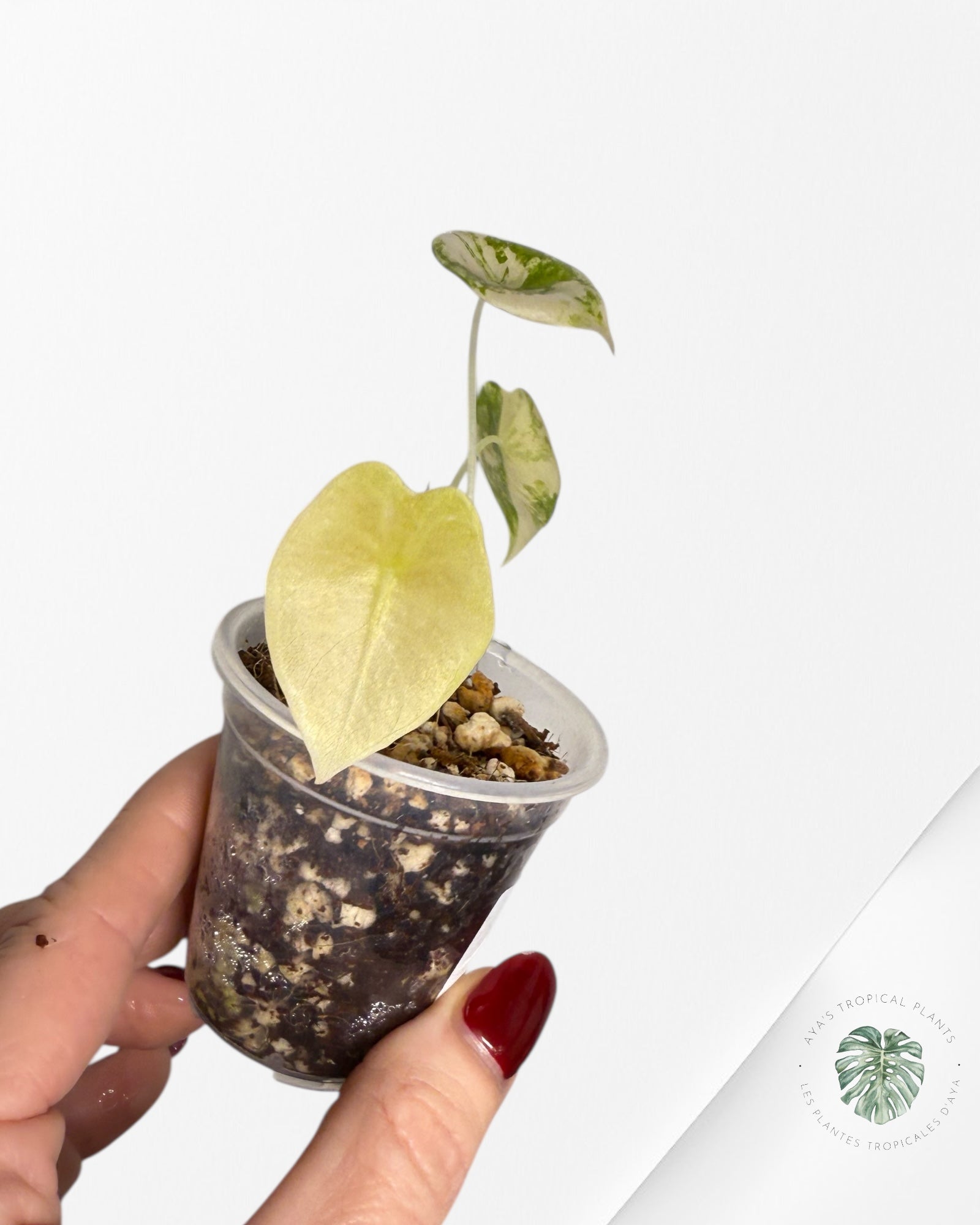 Alocasia Sedenii Variegated Aurea| Rare TC Plant| Aya's Tropical Plants