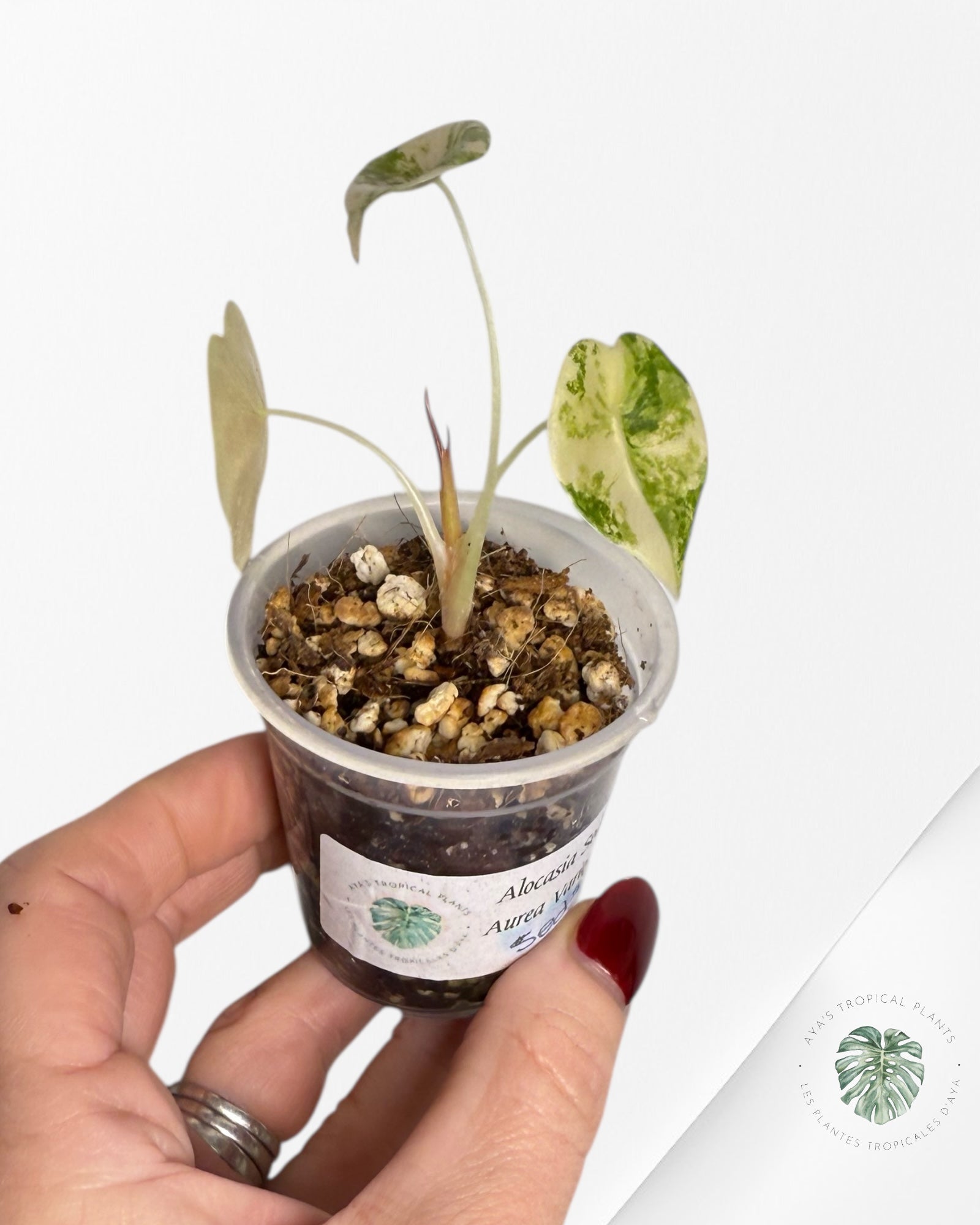 Alocasia Sedenii Variegated Aurea| Rare TC Plant| Aya's Tropical Plants