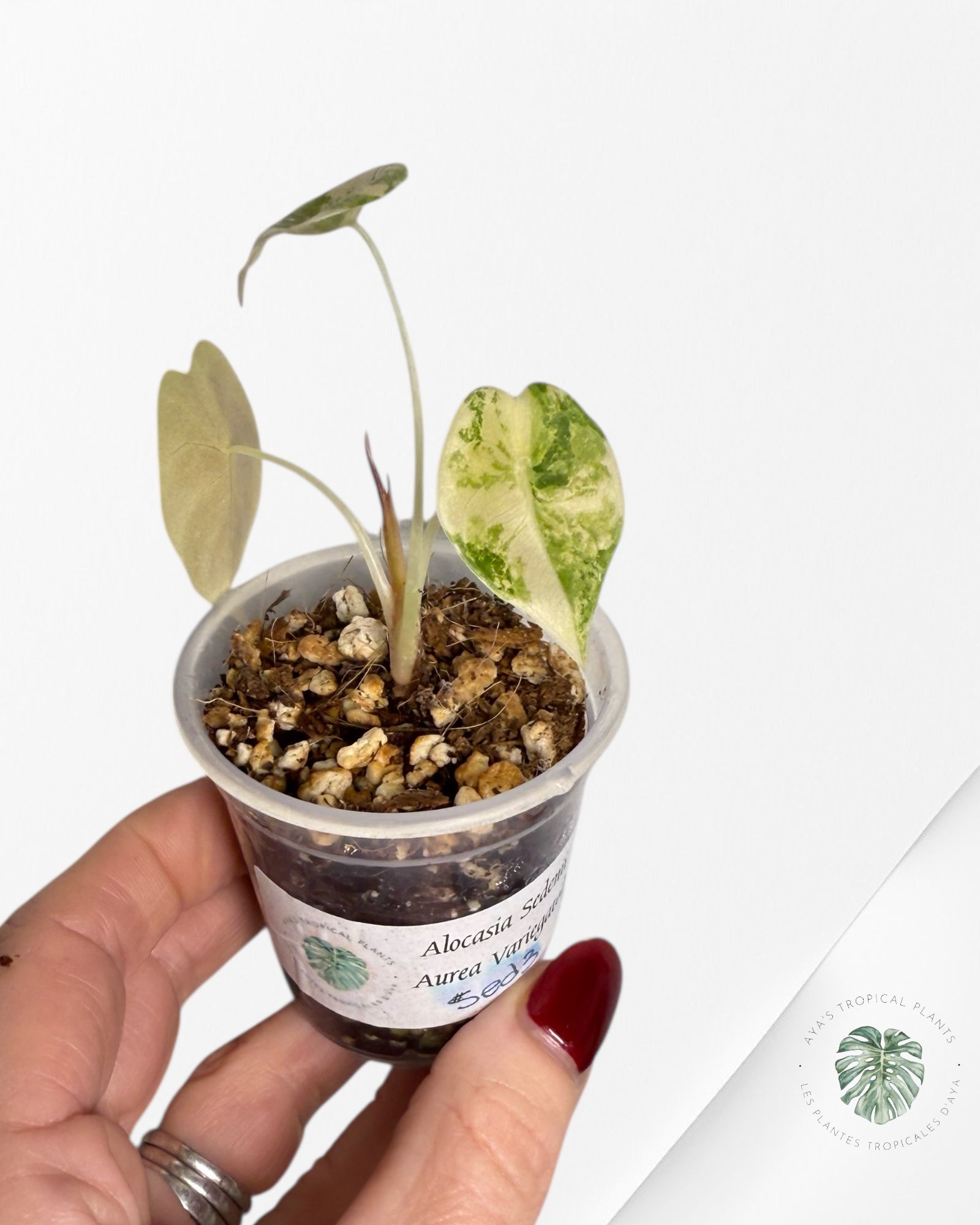 Alocasia Sedenii Variegated Aurea| Rare TC Plant| Aya's Tropical Plants