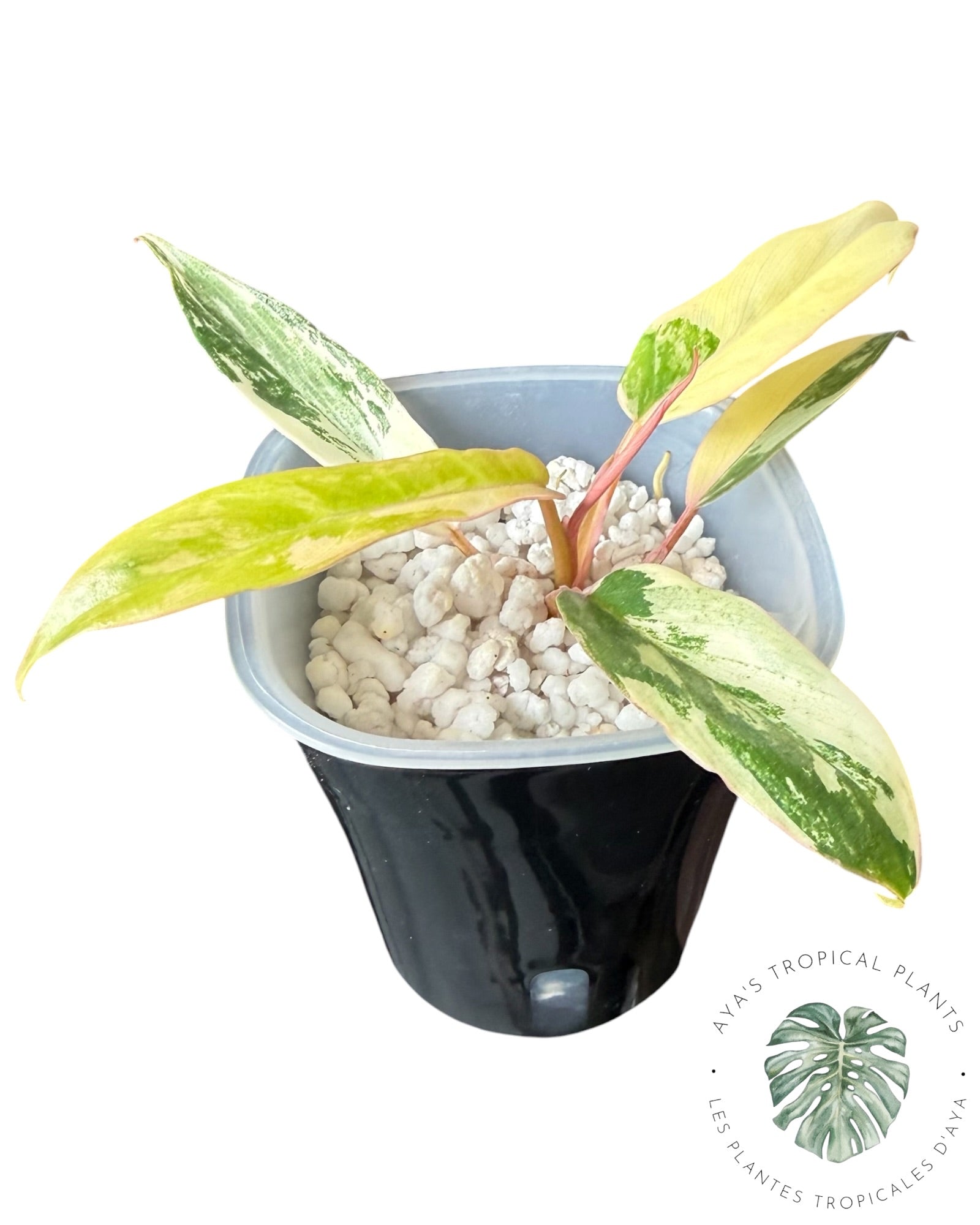 Philodendron Florida Beauty x Tortum