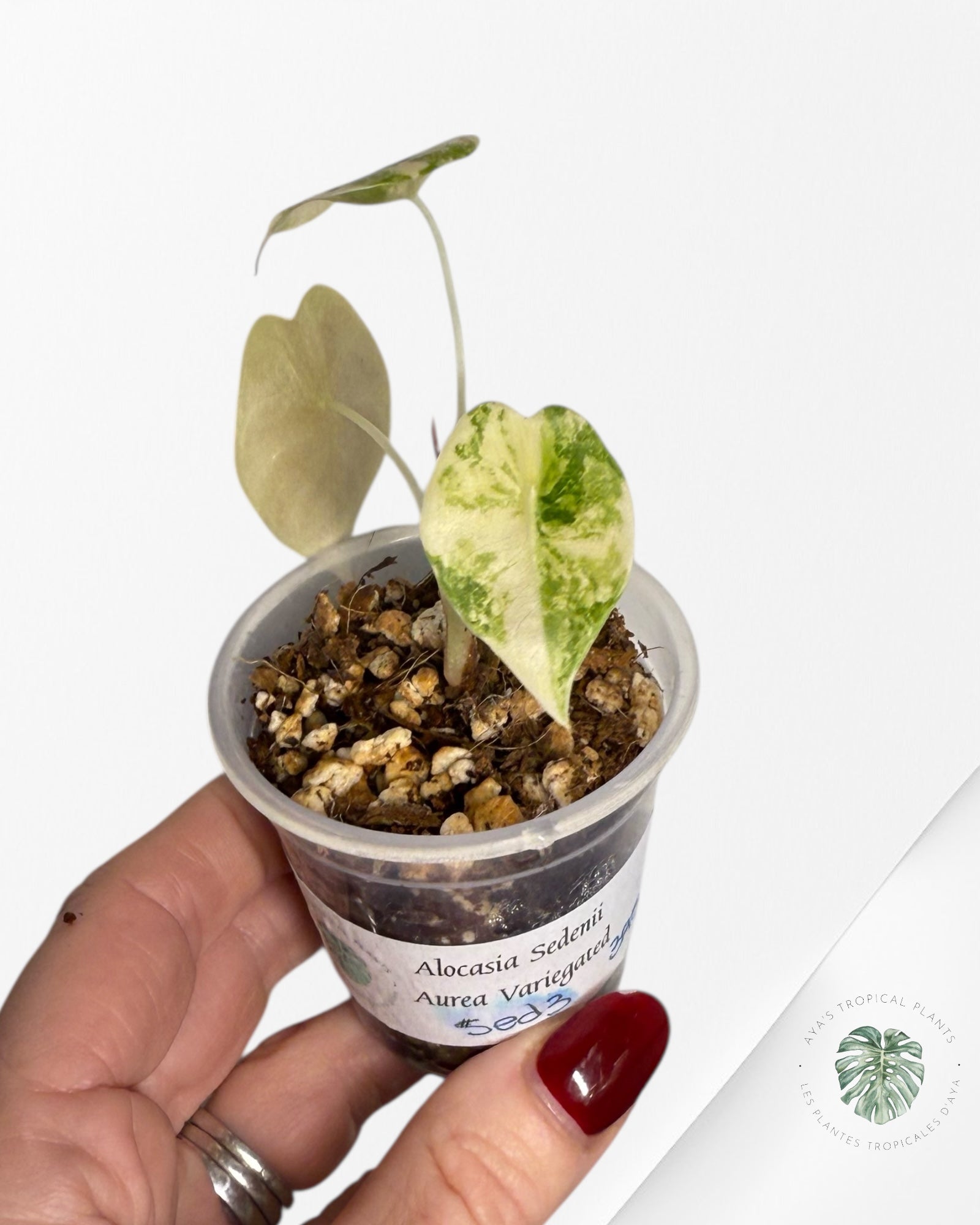 Alocasia Sedenii Variegated Aurea| Rare TC Plant| Aya's Tropical Plants