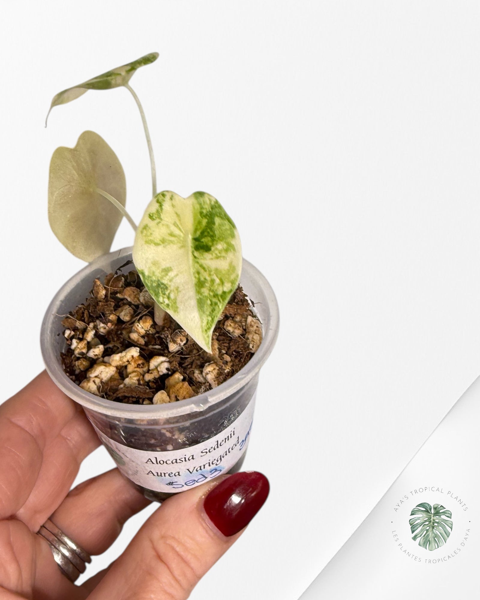 Alocasia Sedenii Variegated Aurea| Rare TC Plant| Aya's Tropical Plants