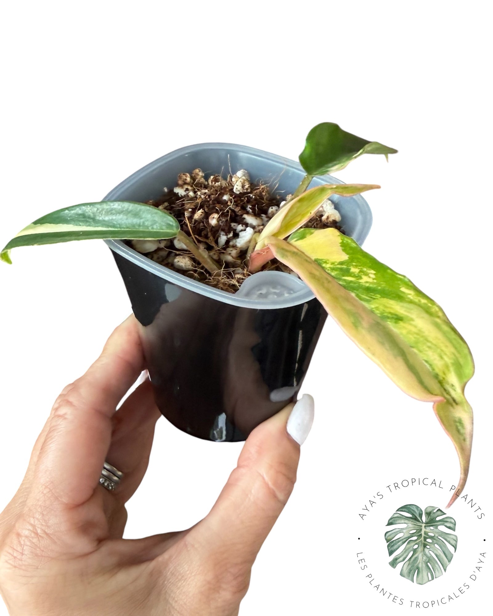 Philodendron Florida Beauty x Tortum