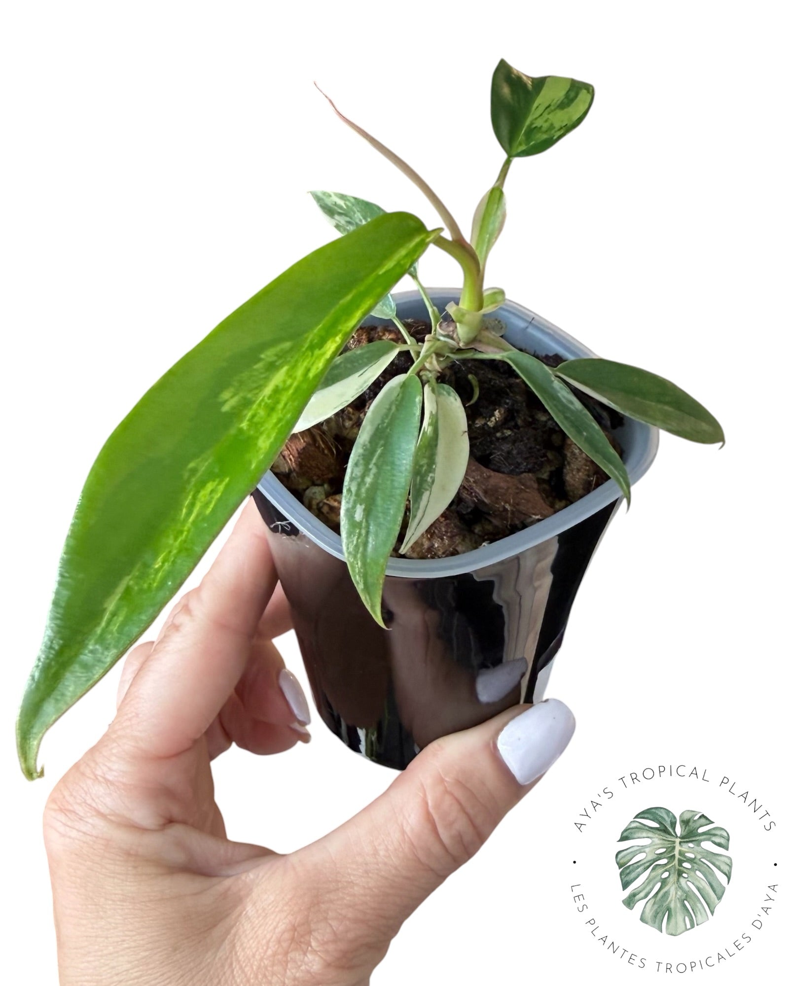 Philodendron Florida Beauty x Tortum