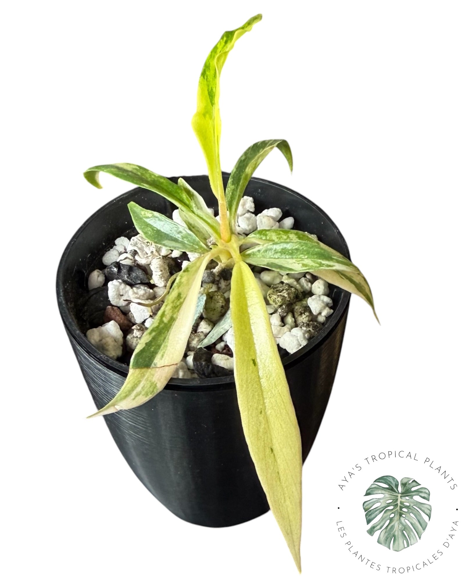 Philodendron Tortum Panaché