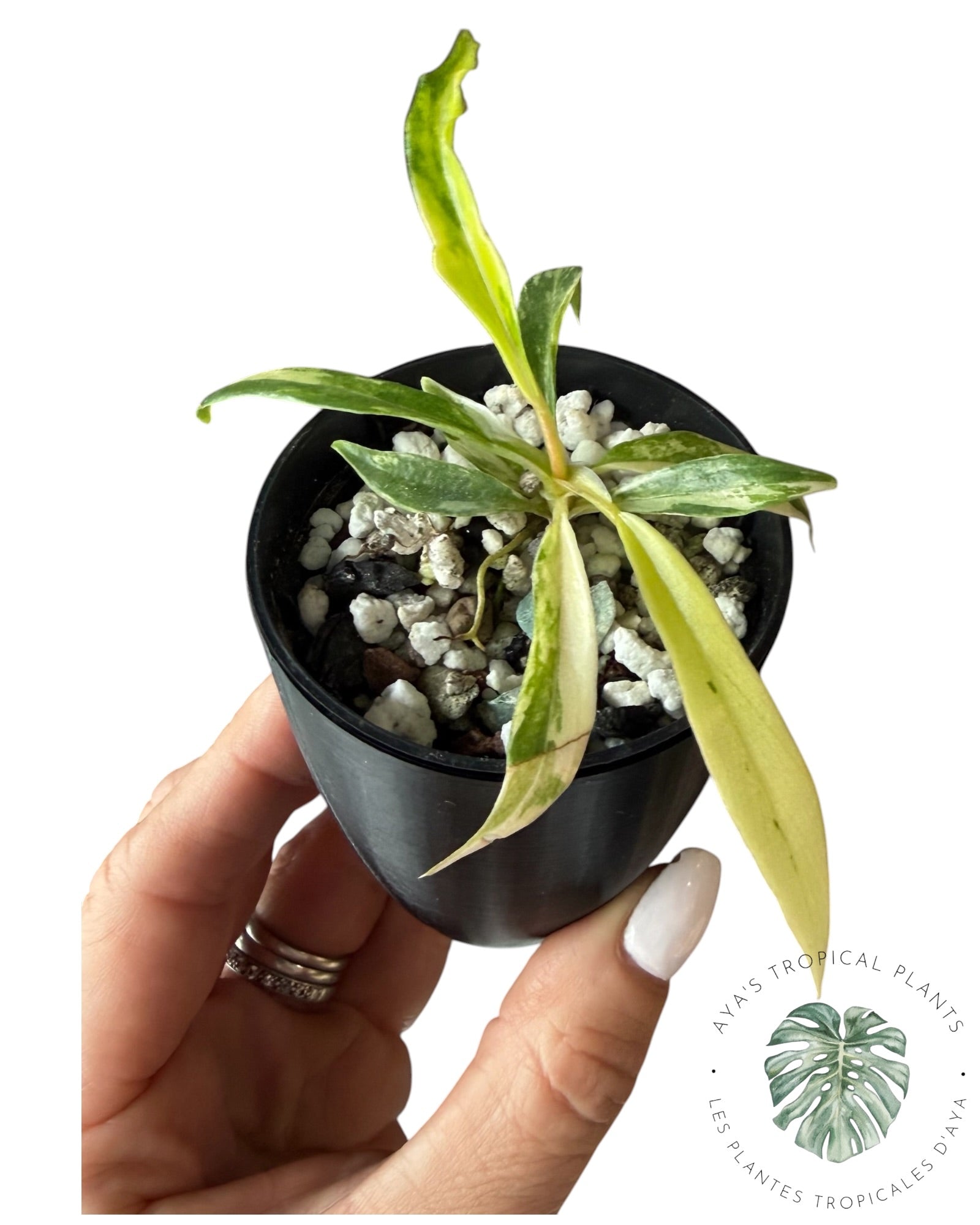 Philodendron Tortum Panaché