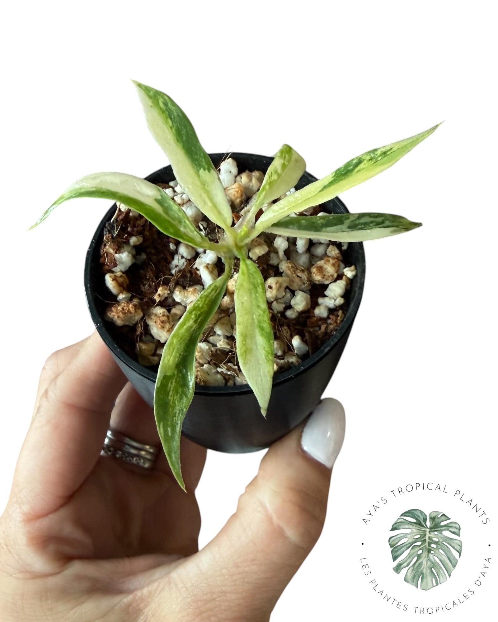 Philodendron Tortum Variegated