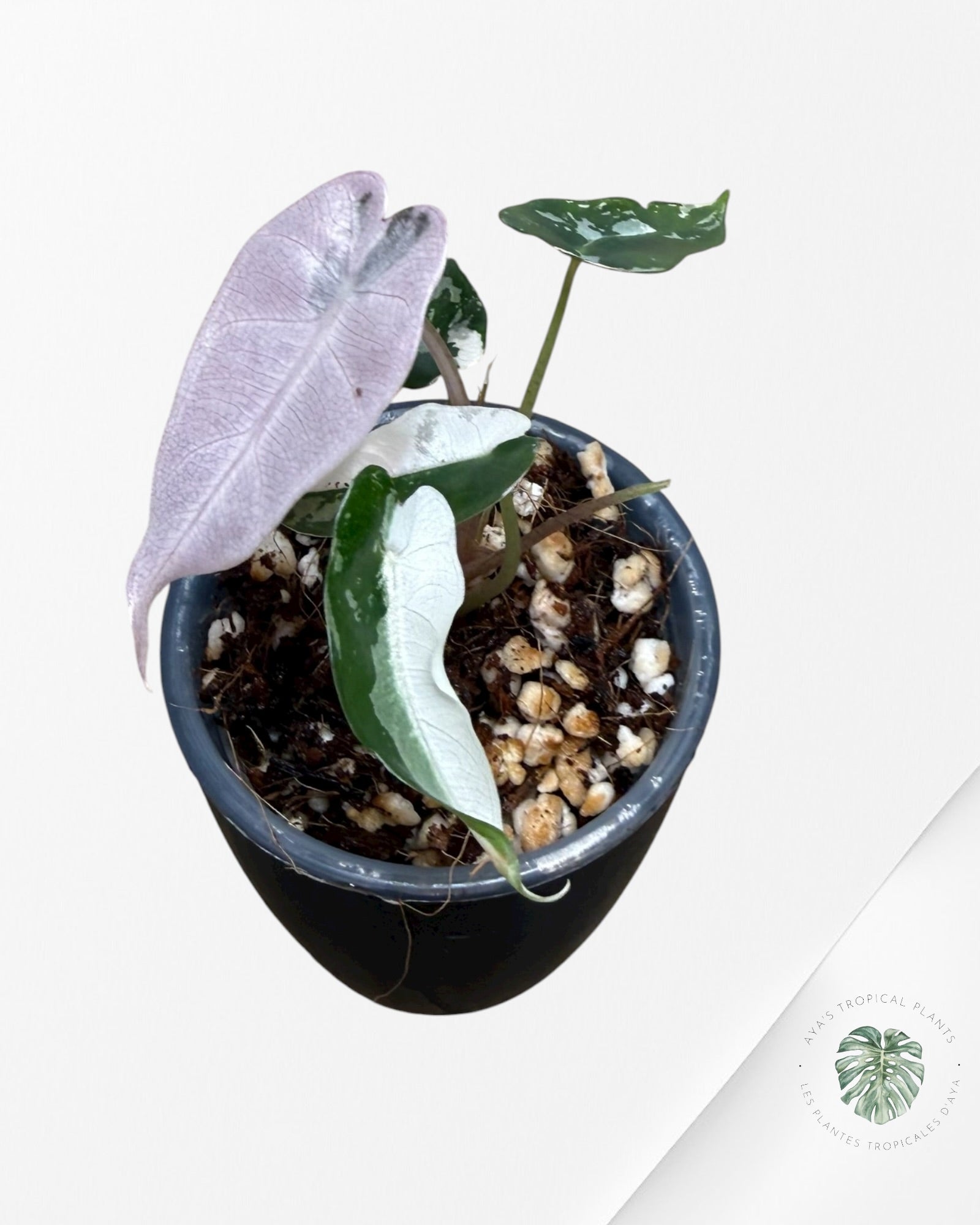 Alocasia Bambino Pink Variegated