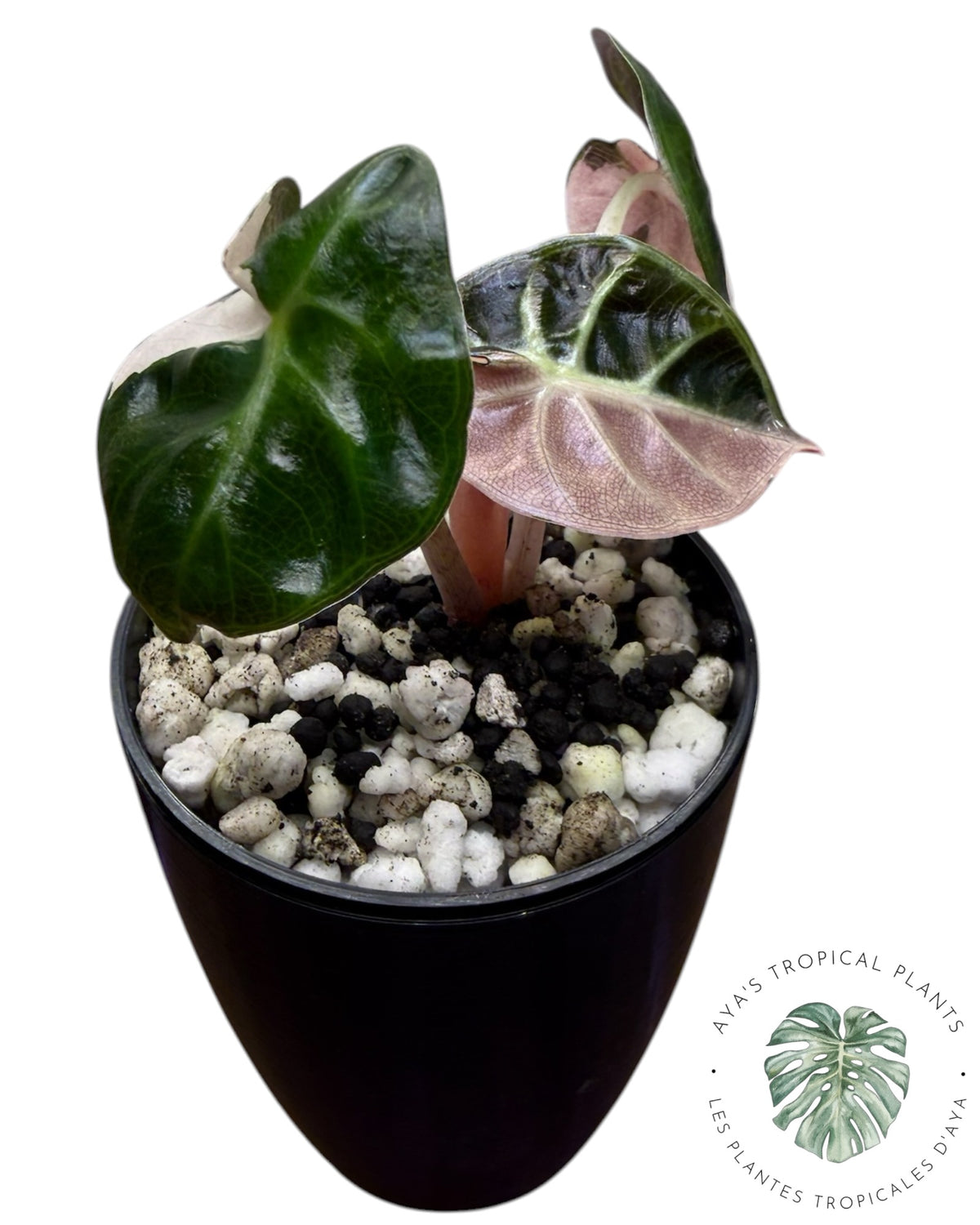 Alocasia Heart Balloon Pink variegated