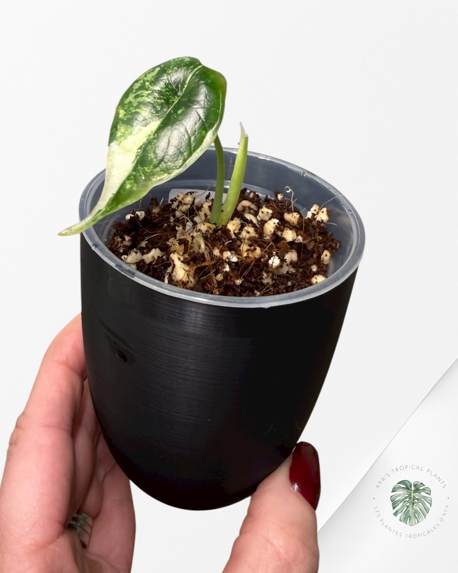 Alocasia Dragon Scale Albo Variegated (A Grade)