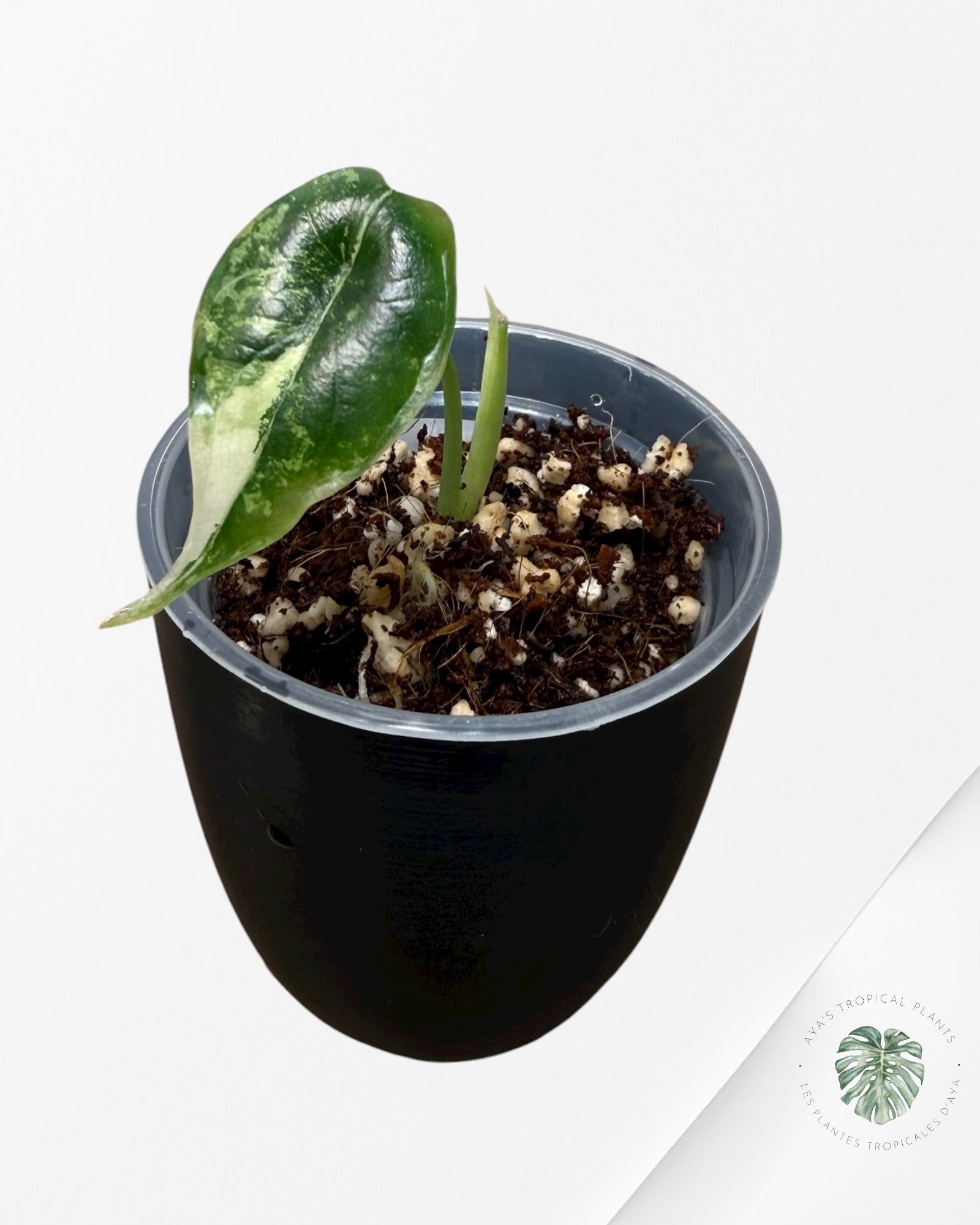 Alocasia Dragon Scale Albo Variegated (A Grade)