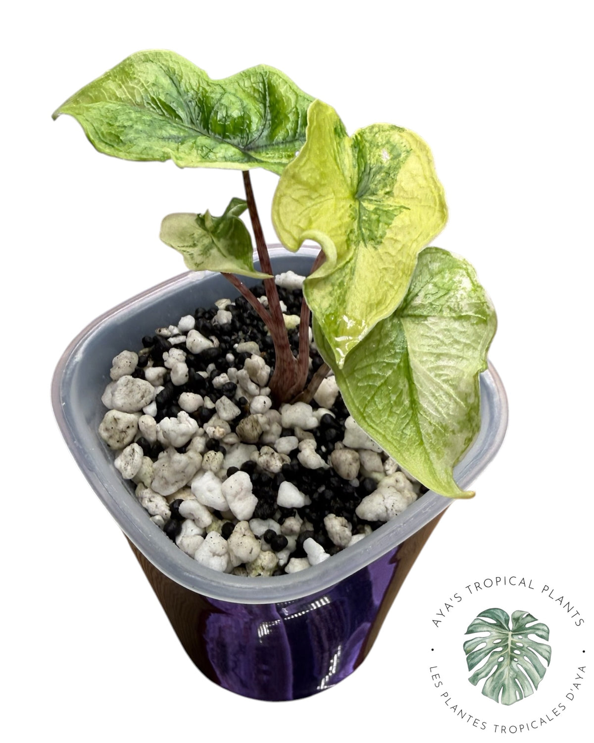 Alocasia Jacklyn panaché (Grade A)