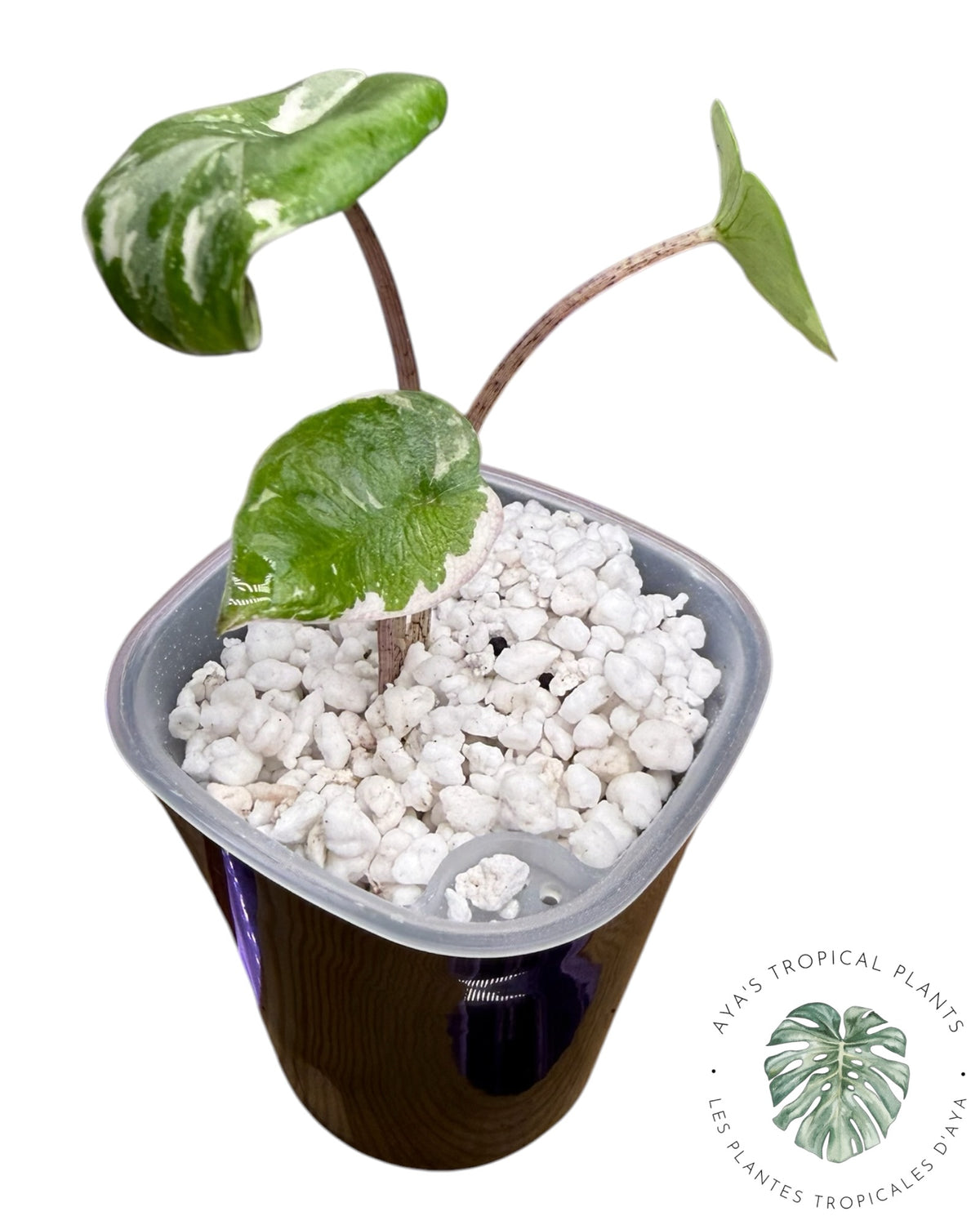 Alocasia Heterophylla Metallic Blue Albo
