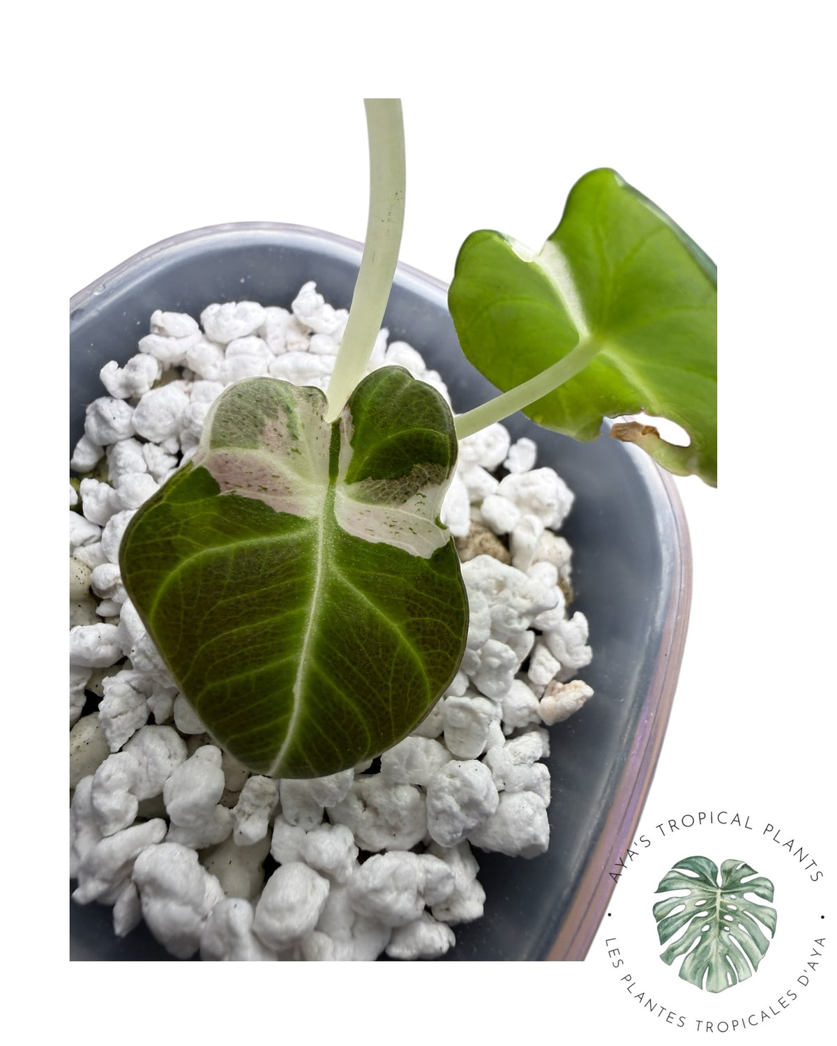 Alocasia Black Velvet Snowflake Variegated