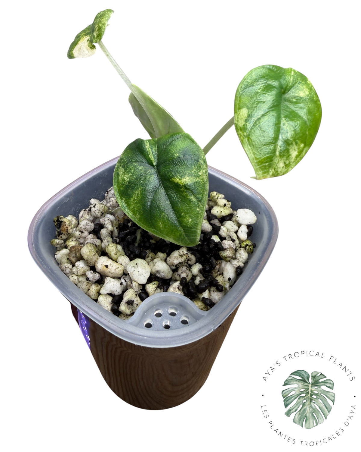 Alocasia Melo Aurea Variegated
