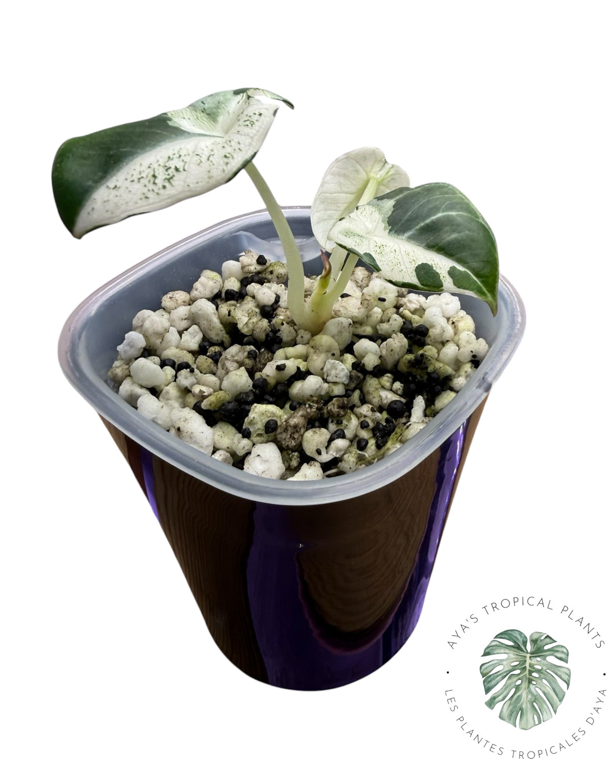 Alocasia Black Velvet Pink Snowflake panachée