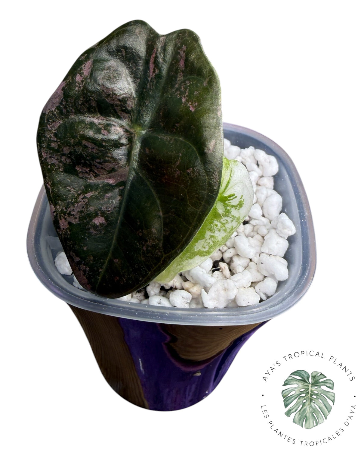 Alocasia Sedenii Pink Variegated