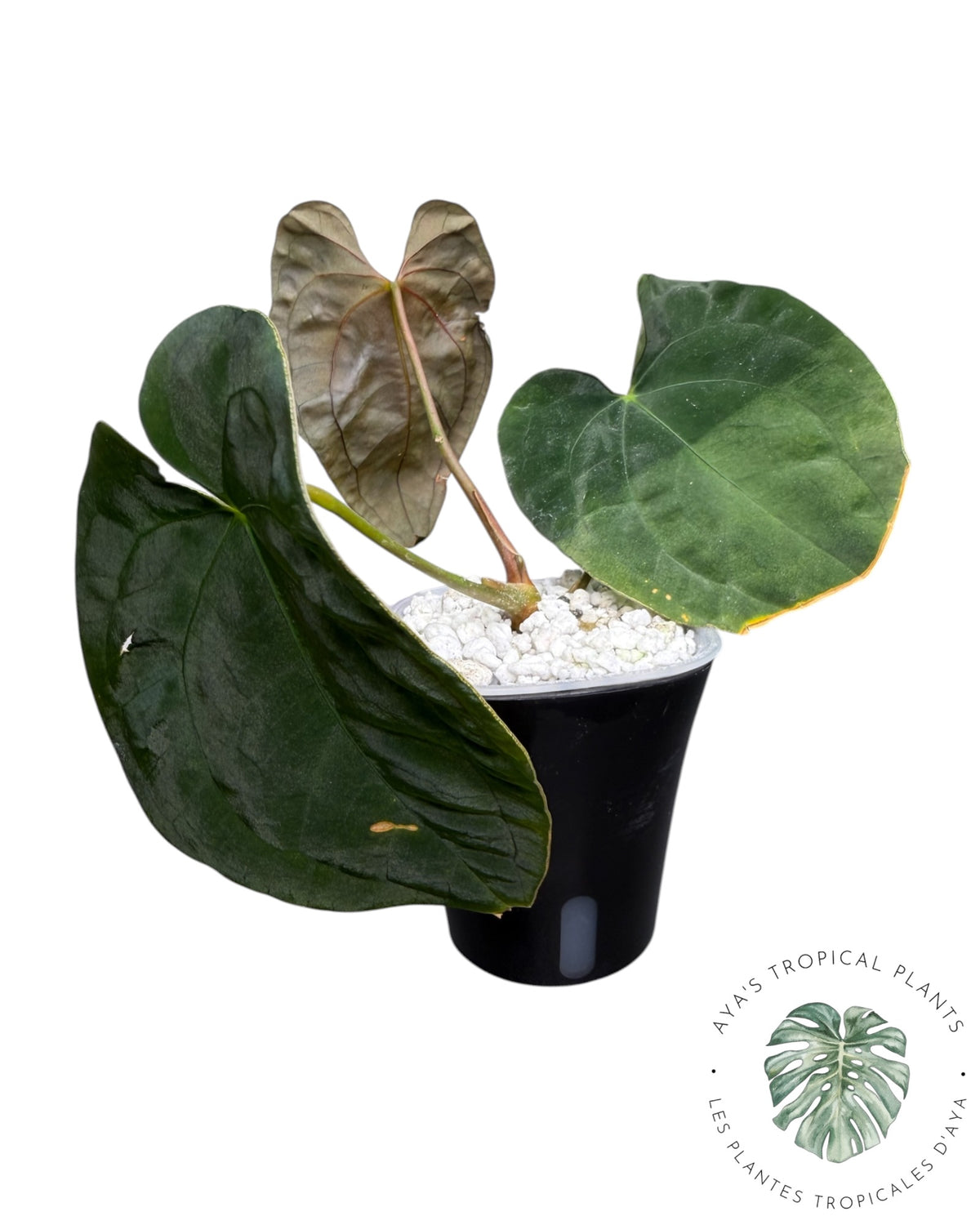 Anthurium Magie Noire