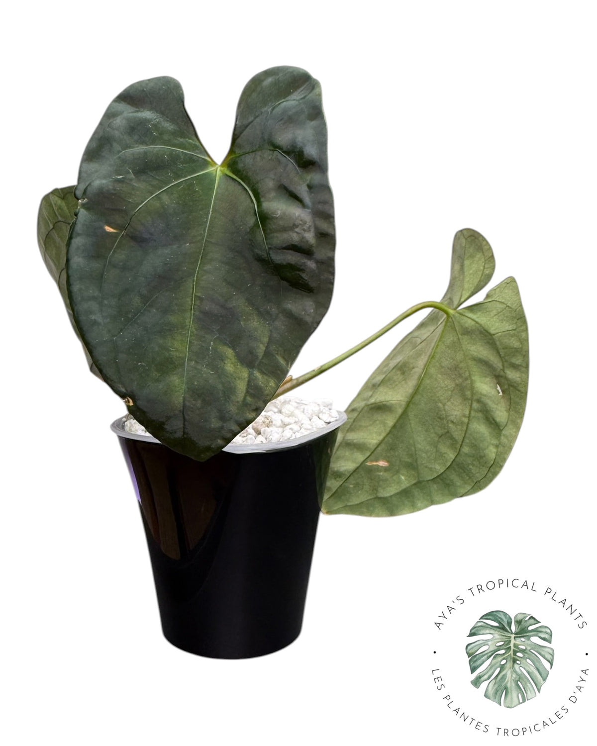 Anthurium Black Magic