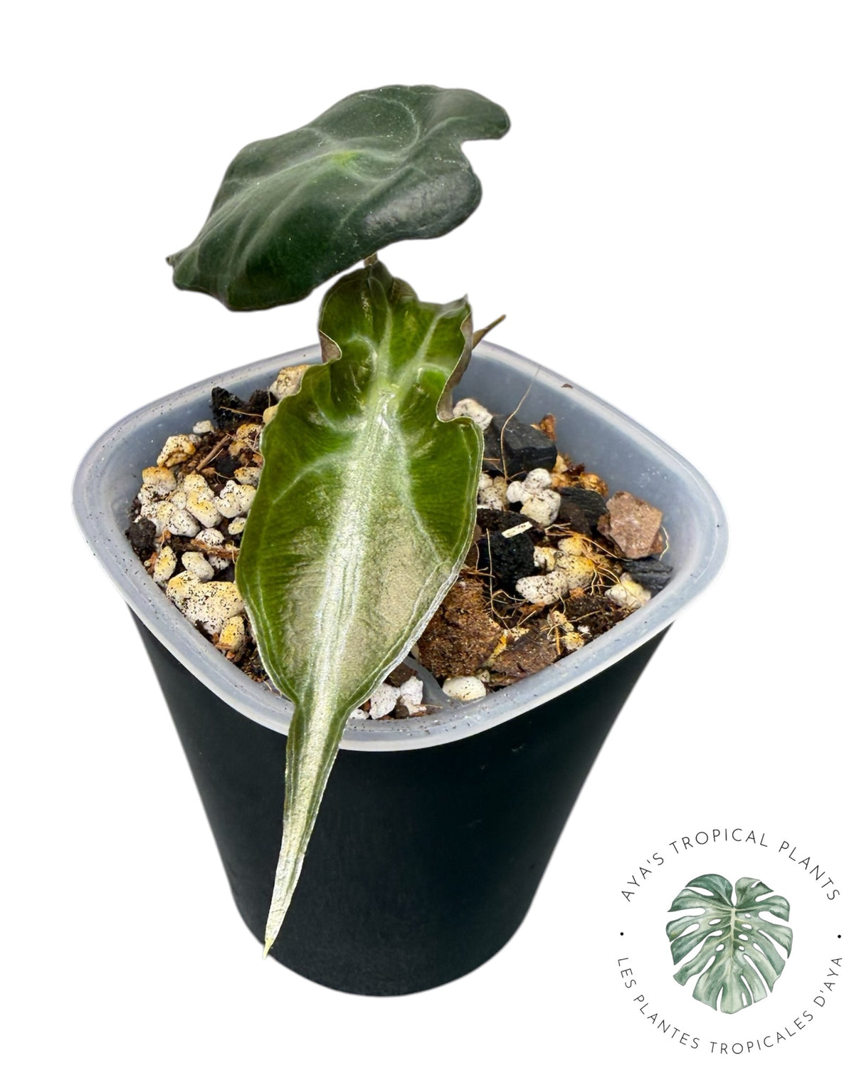 Alocasia Venom