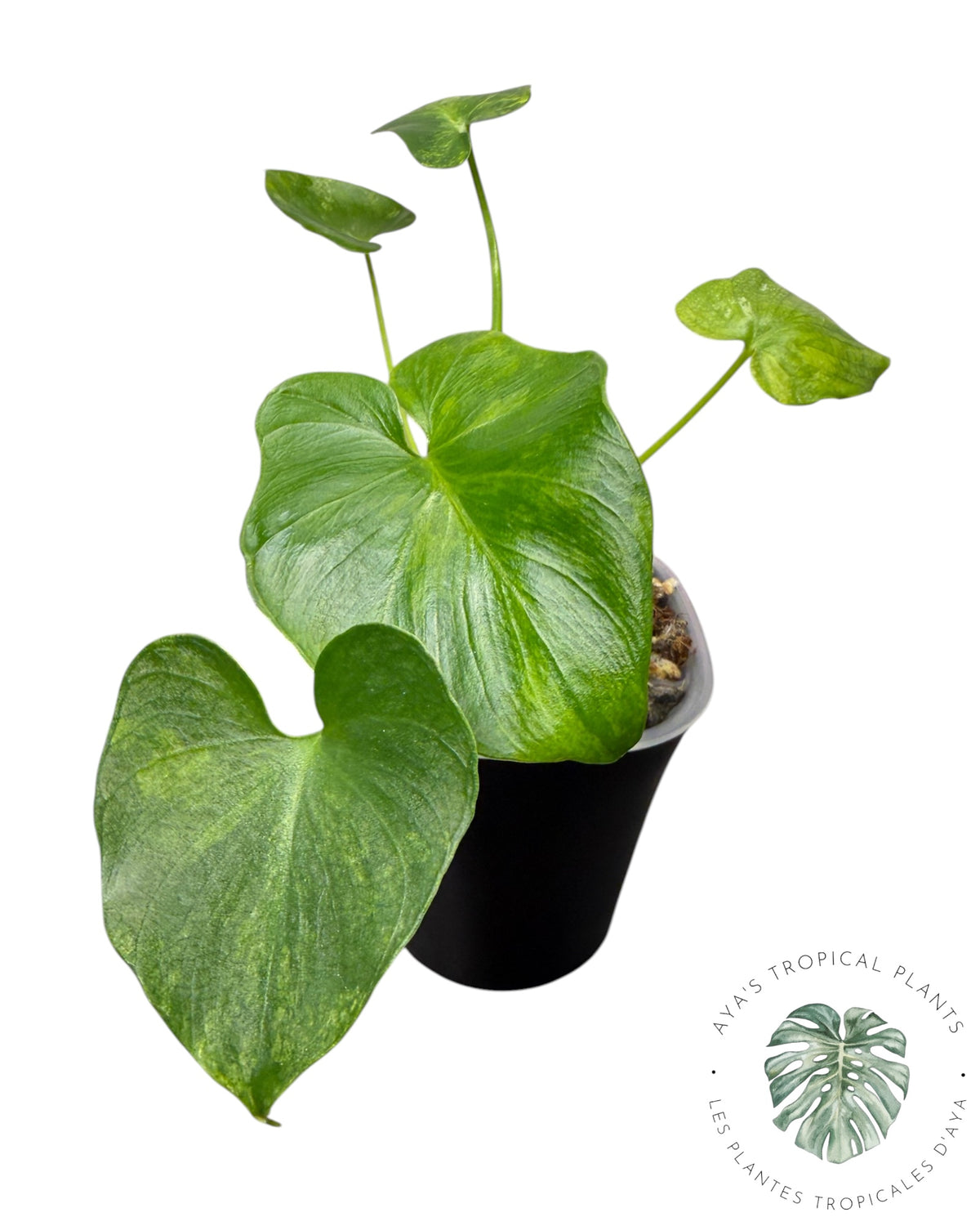 Philodendron Bipinnatifidum Panaché