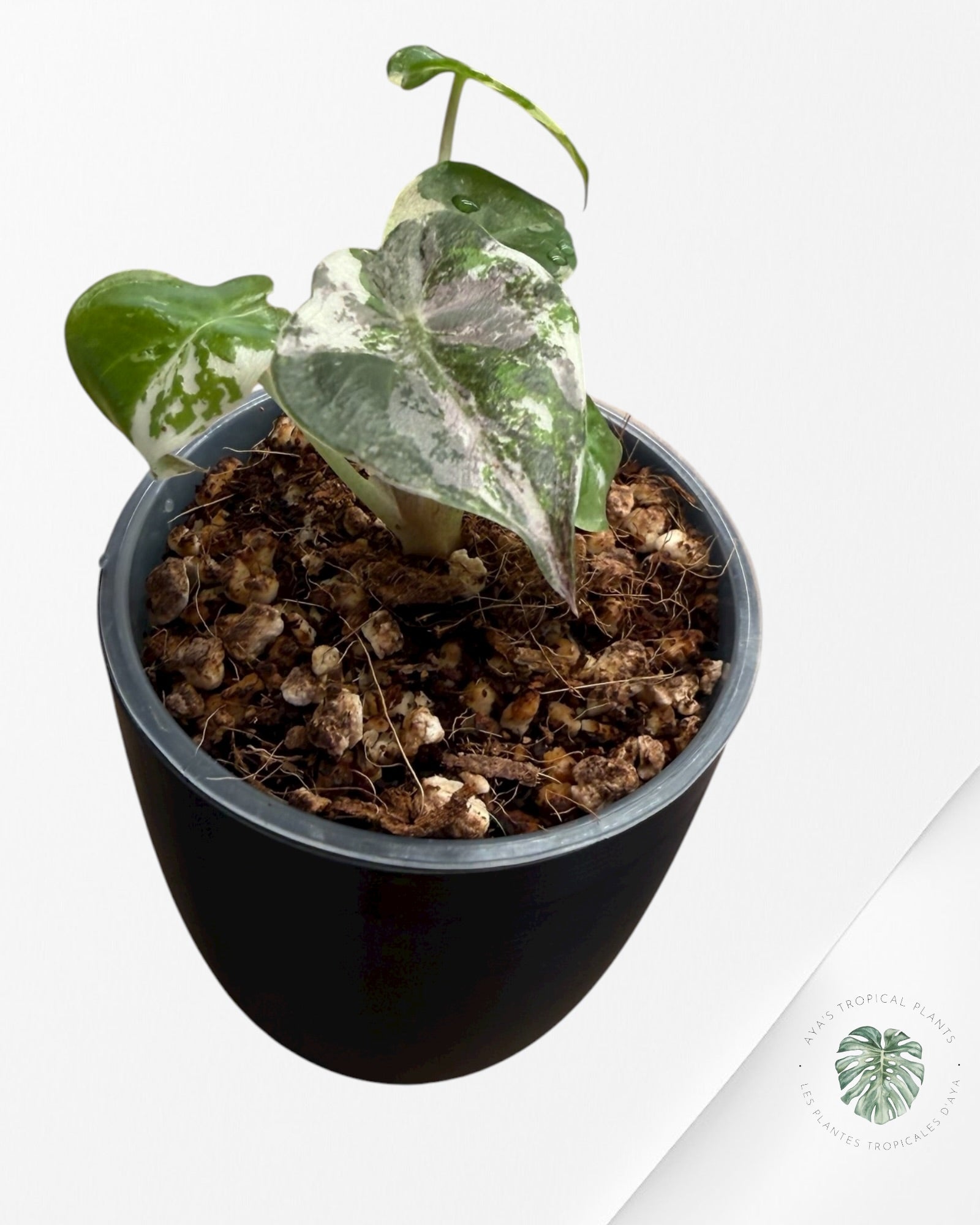 Alocasia Wentii Albo Pink Variegated