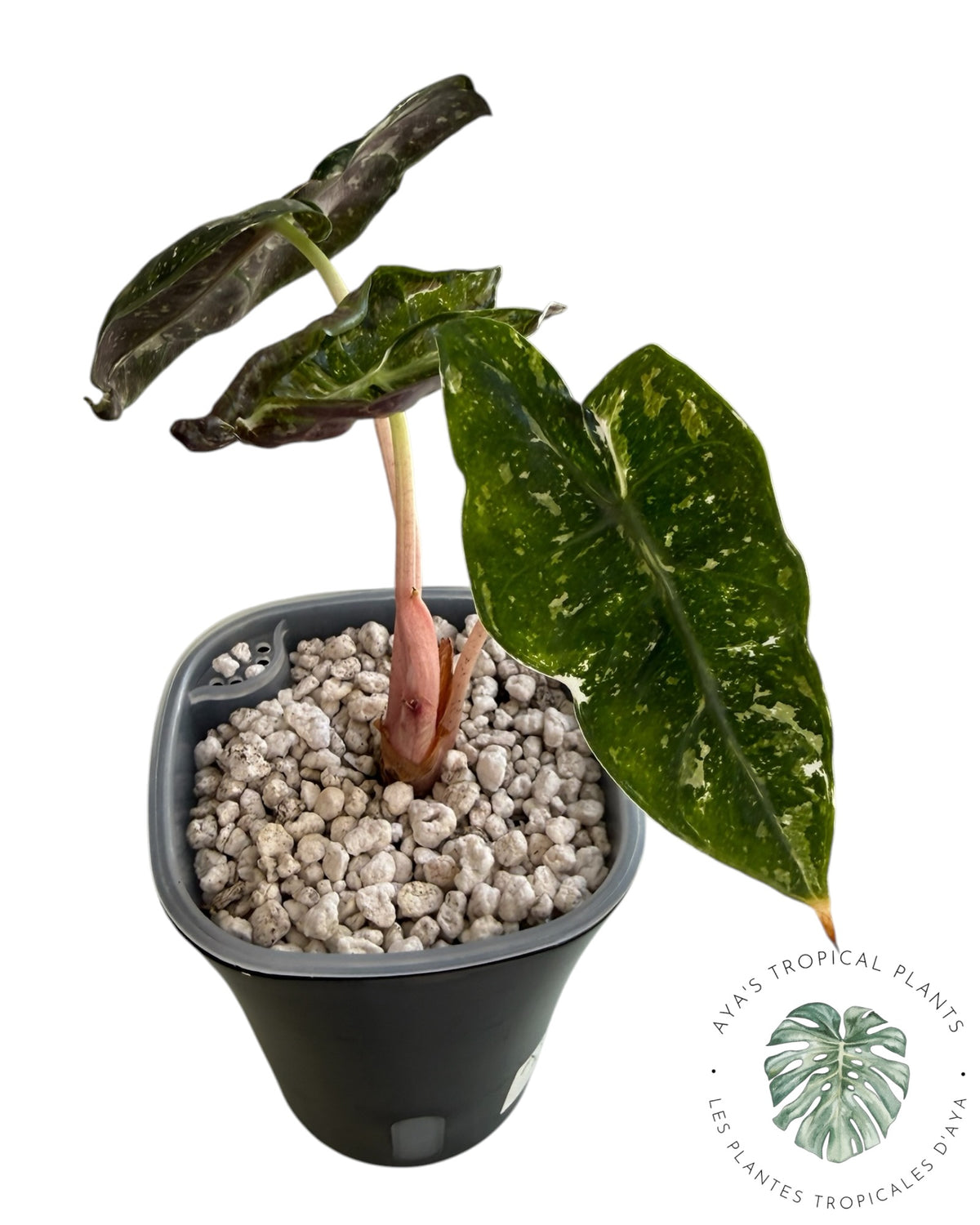 Alocasia Nairobi Night Pink Albo