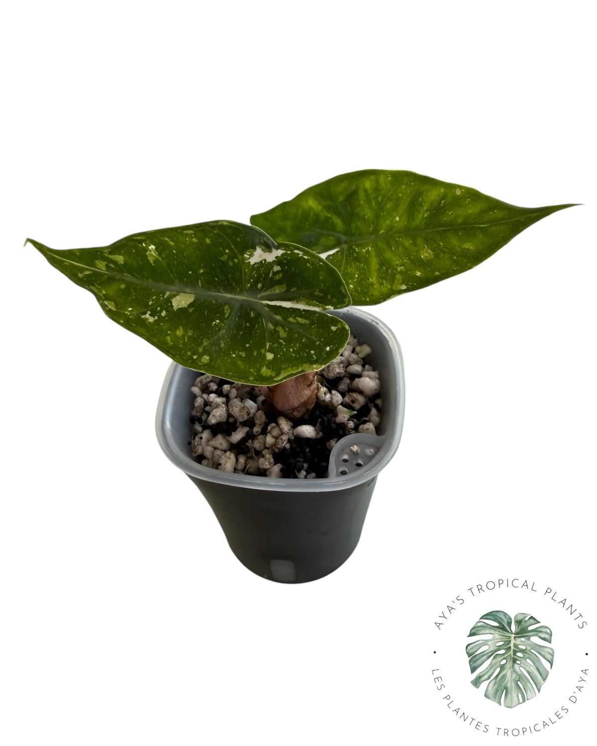 Alocasia Nairobi Night Pink Albo