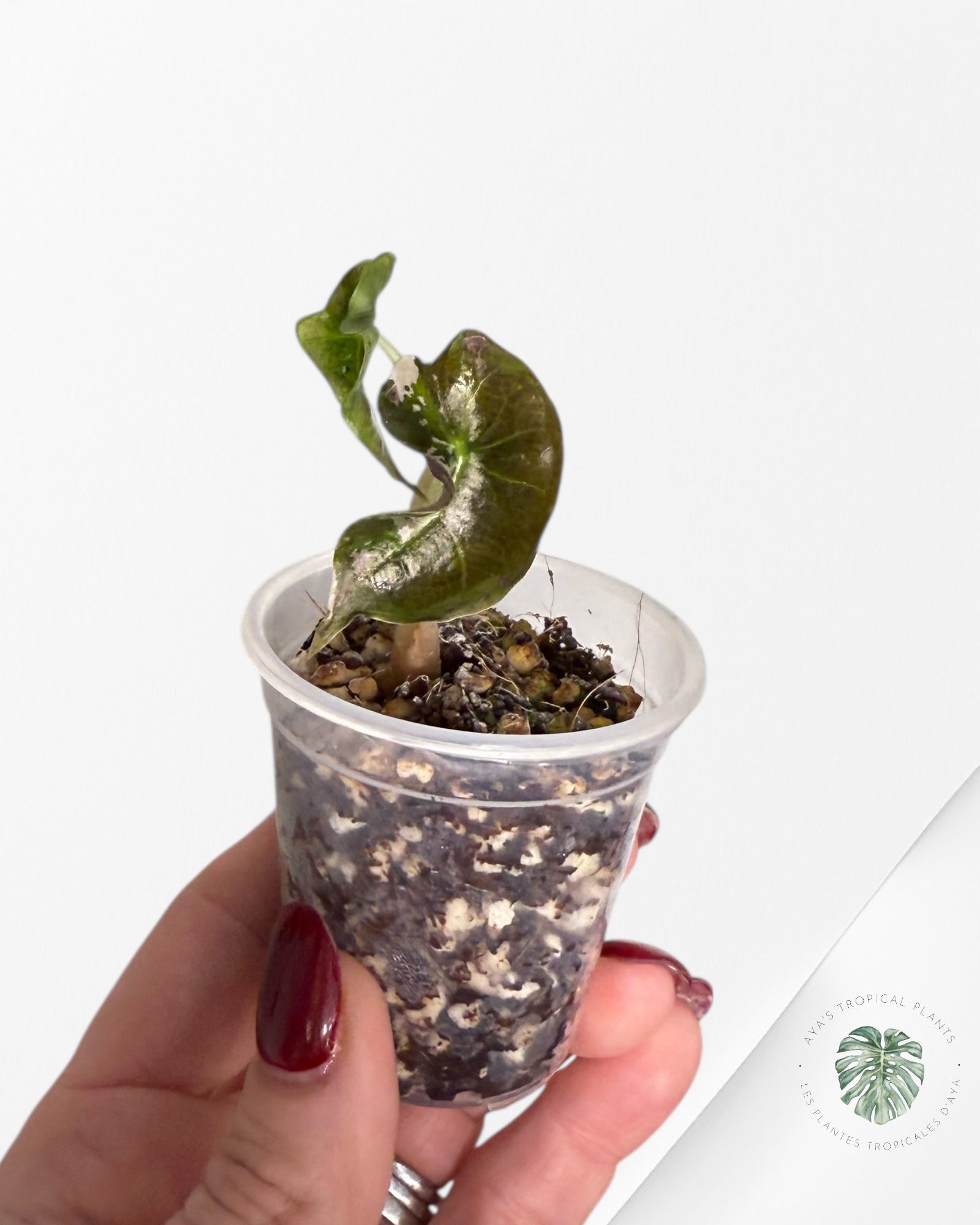 Alocasia Polly Variegated Pink| Rare TC Plant| Aya's Tropical Plants