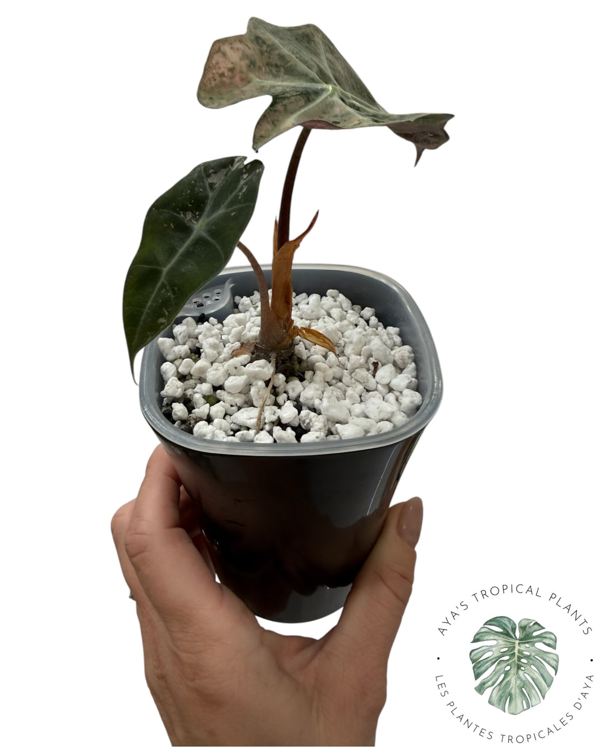 Alocasia Polly Lava Variégata