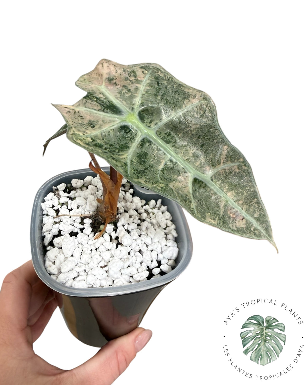 Alocasia Polly Lava Variégata