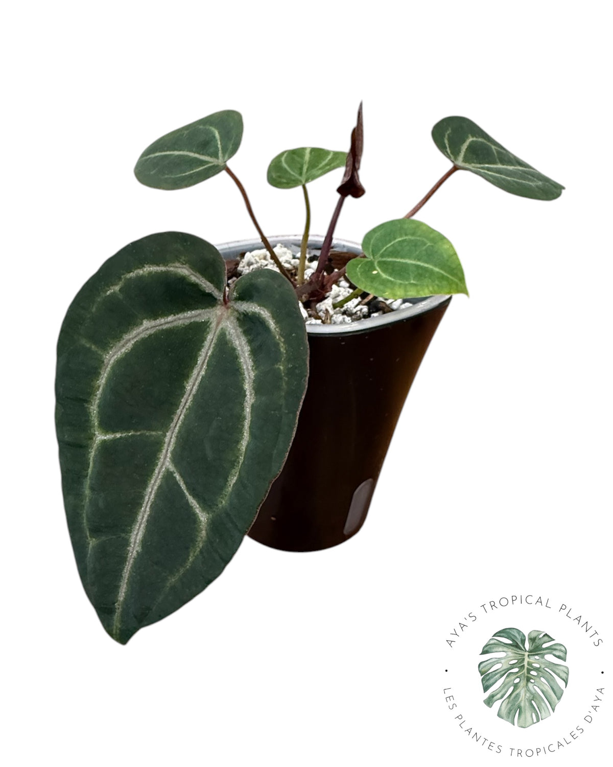 Anthurium Ace of Spades Dark × Silver Blush × Rouge