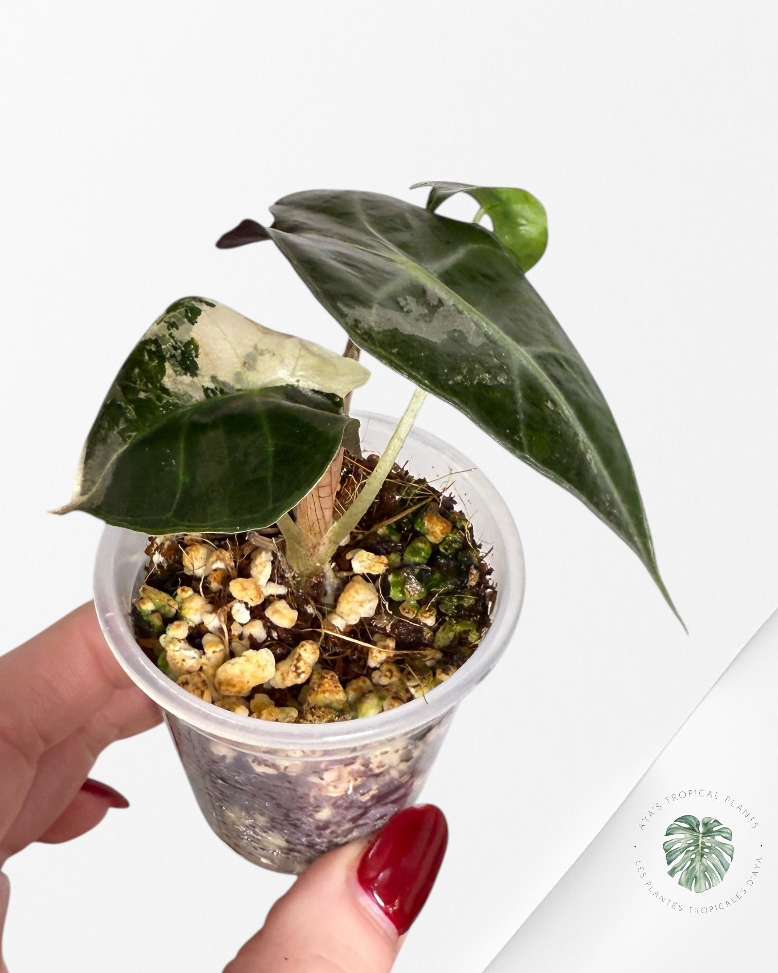 Alocasia Polly Variegated Pink| Rare TC Plant| Aya's Tropical Plants