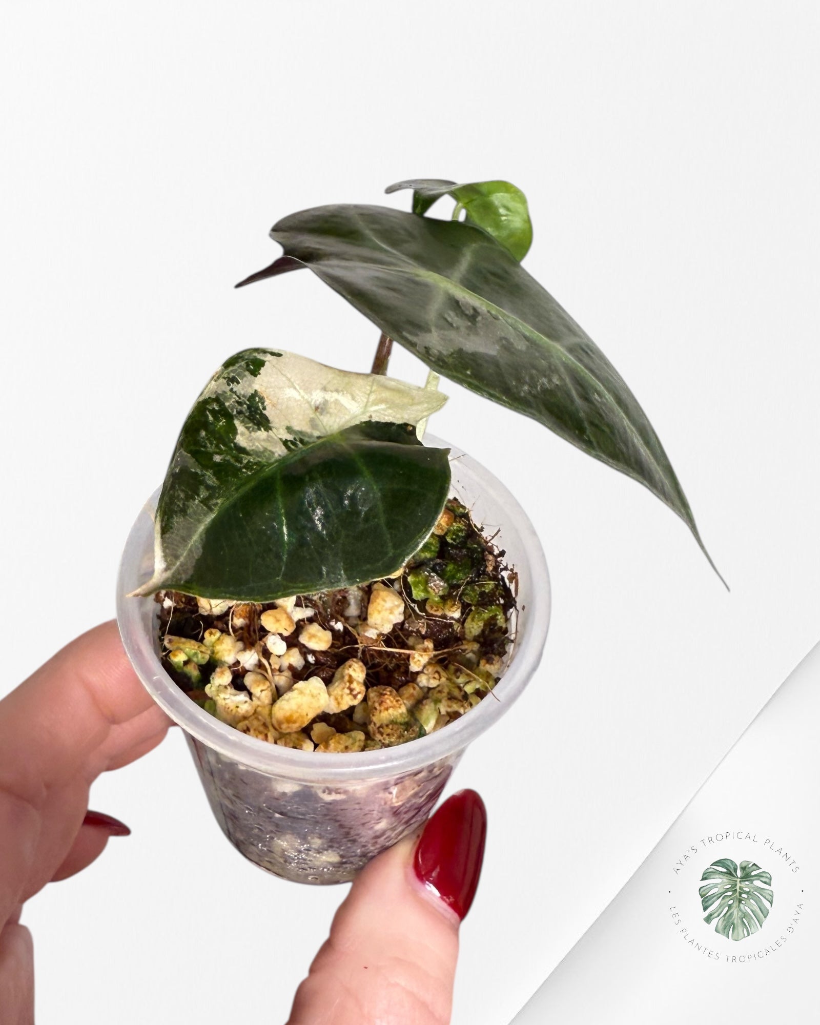 Alocasia Polly Variegated Pink| Rare TC Plant| Aya's Tropical Plants