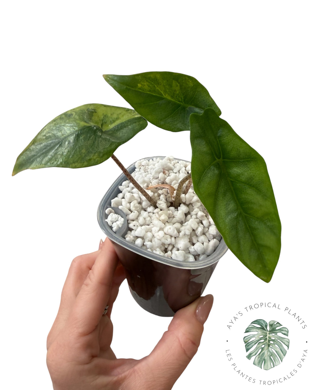 Alocasia Heterophylla Metallic Blue Aurea Panaché
