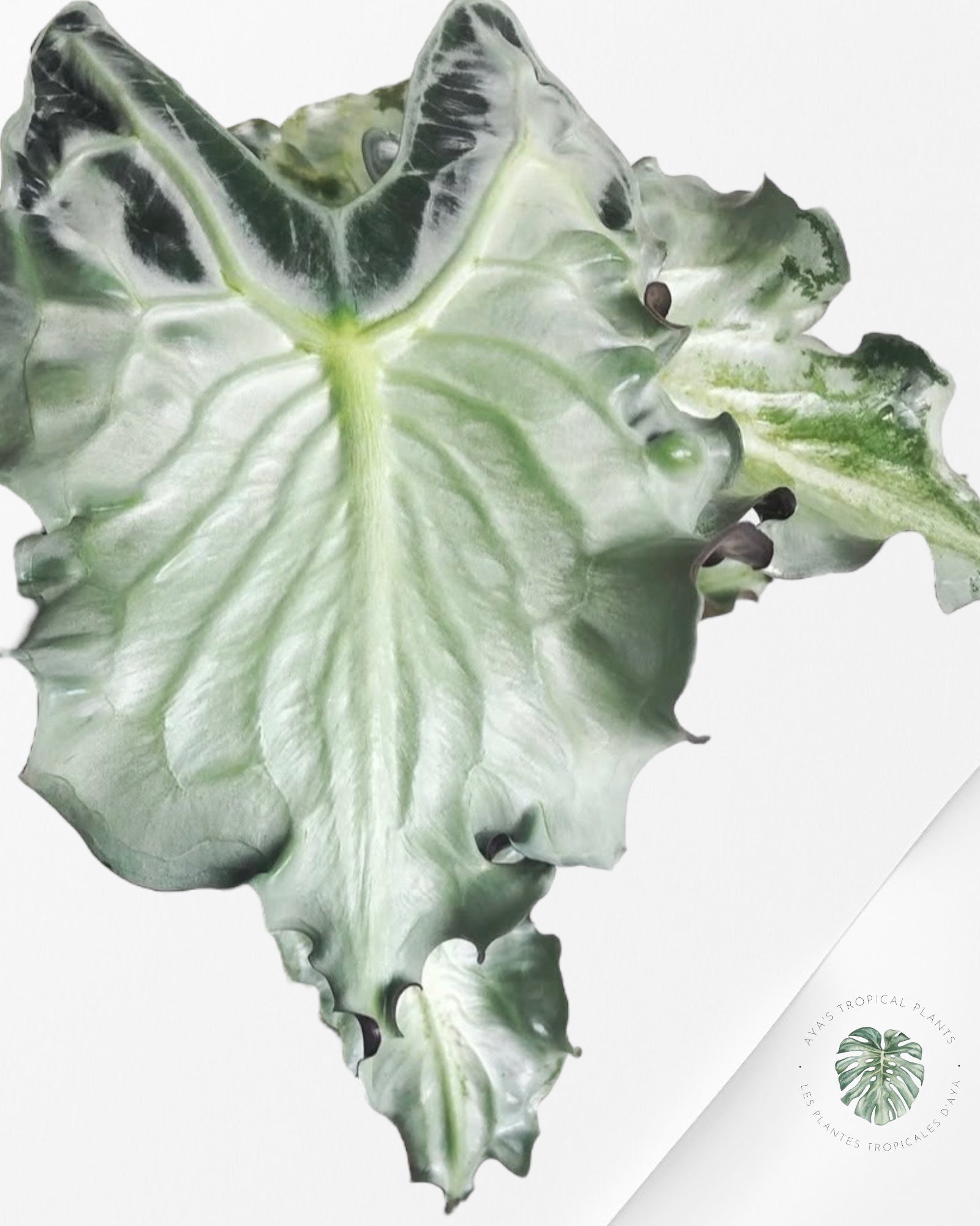 Alocasia Venom| Rare TC Plant| Aya's Tropical Plants