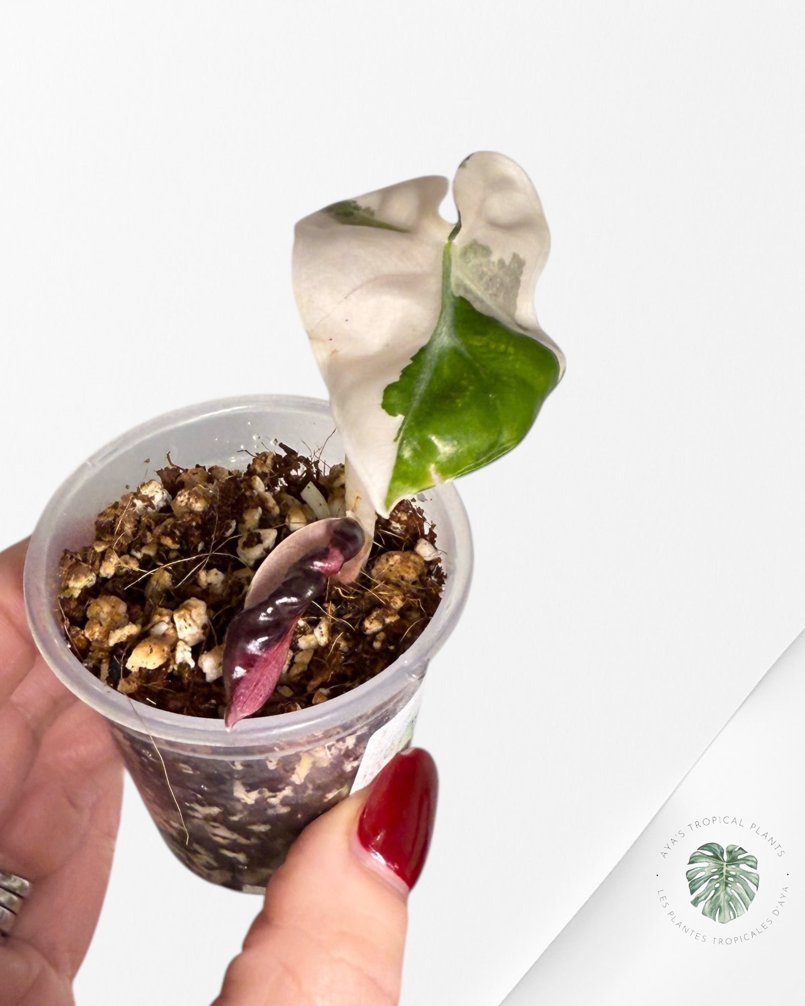 Alocasia Heart Balloon Pink variegated| Rare TC Plant| Aya's Tropical Plants