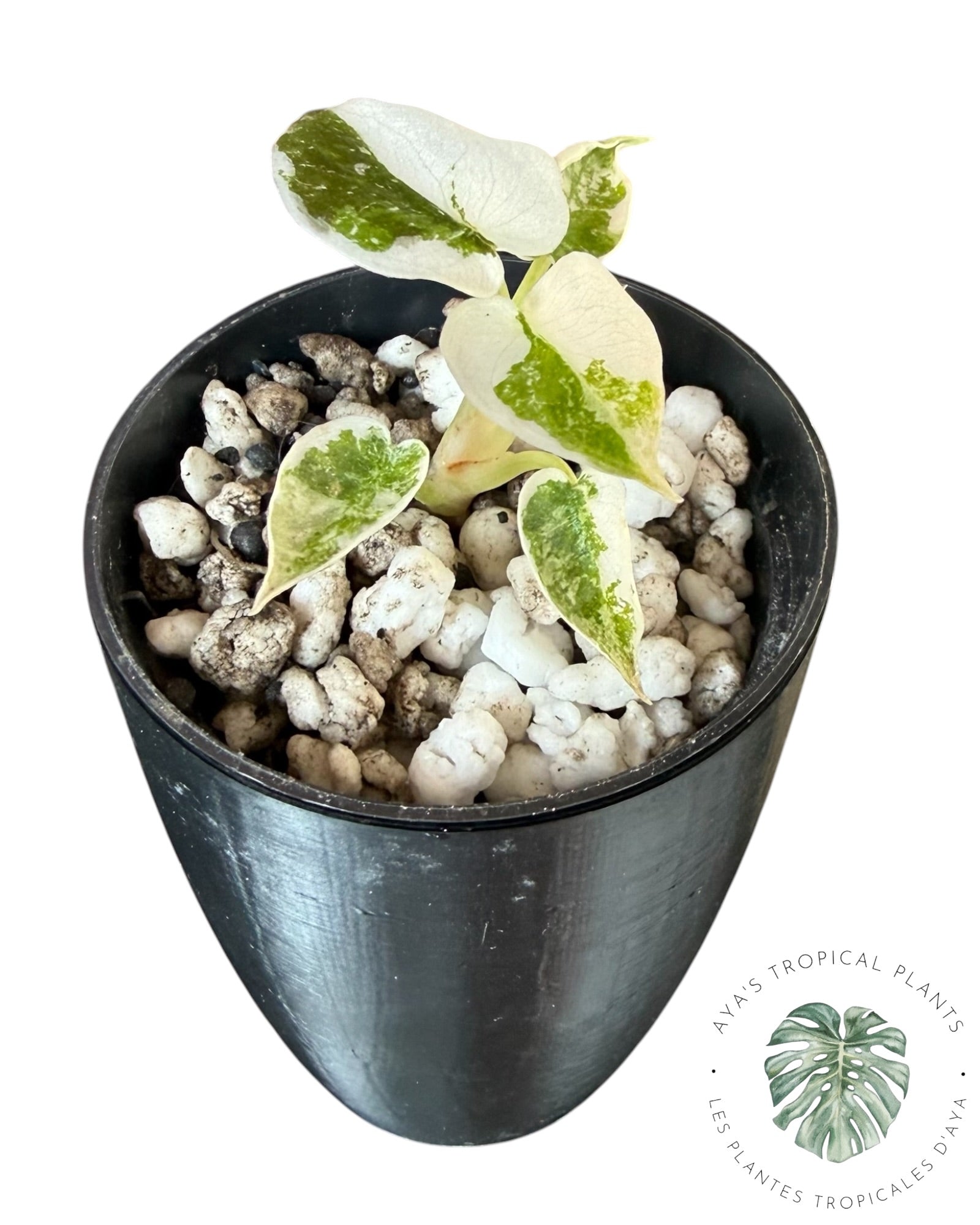 Alocasia Cuprea Pink Albo panaché