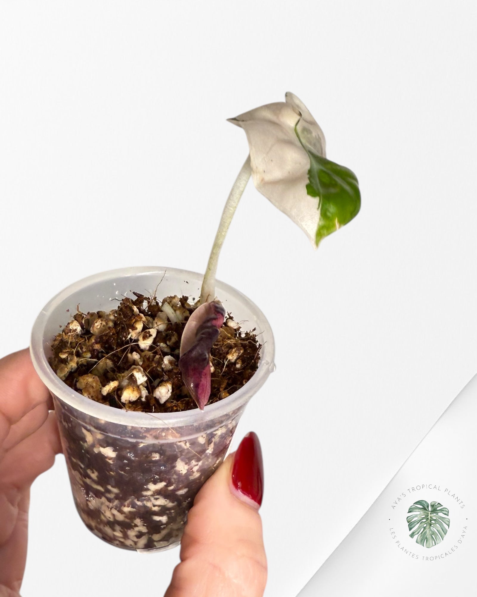 Alocasia Heart Balloon Pink variegated| Rare TC Plant| Aya's Tropical Plants